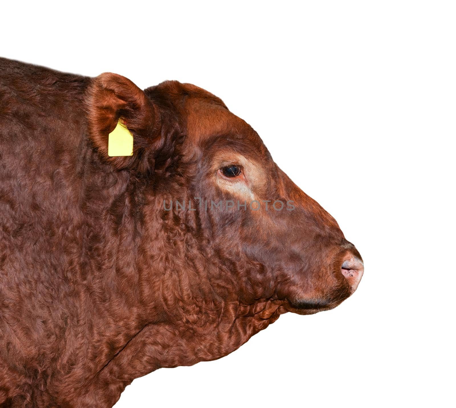 Bull isolated on white. Beautiful big brown bull portrait close up. Farm animals. Beef cattle isolated on white.