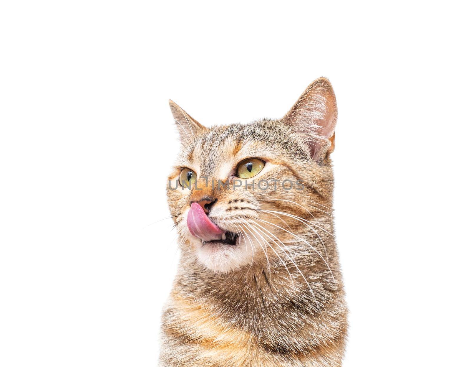 Portrait of tabby ginger color cat pet licking with tongue on a white background.