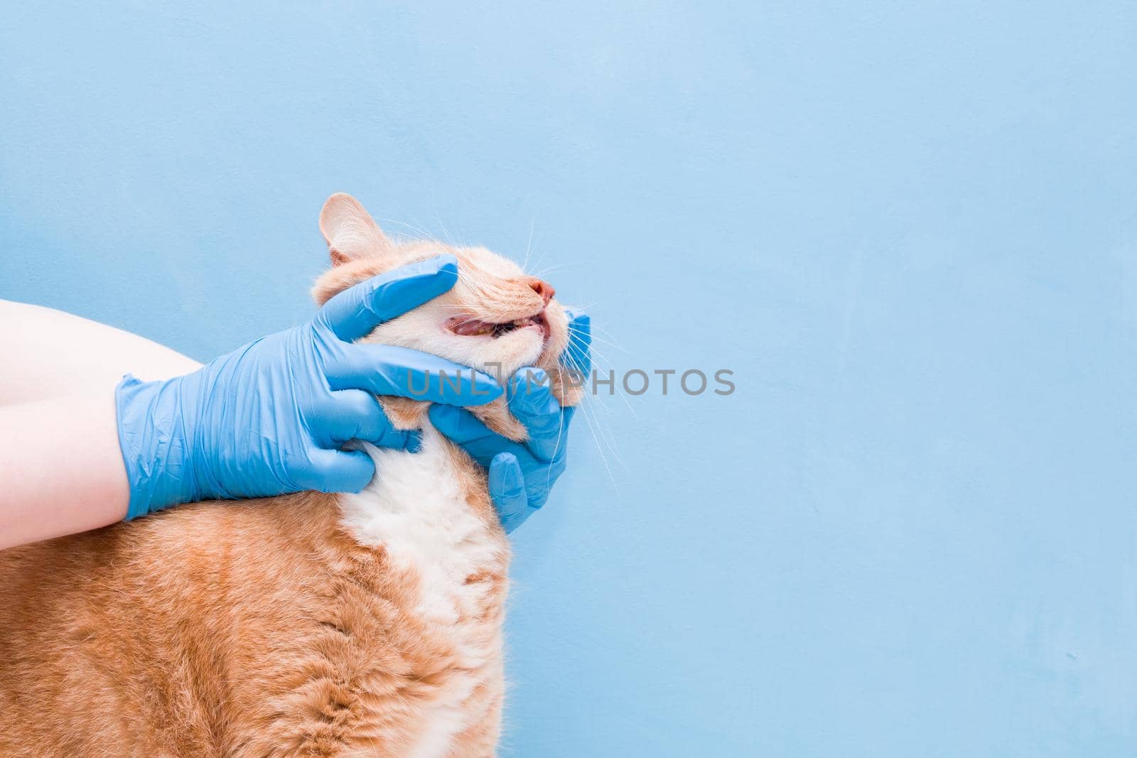 cute red-haired cat on a blue background by natashko