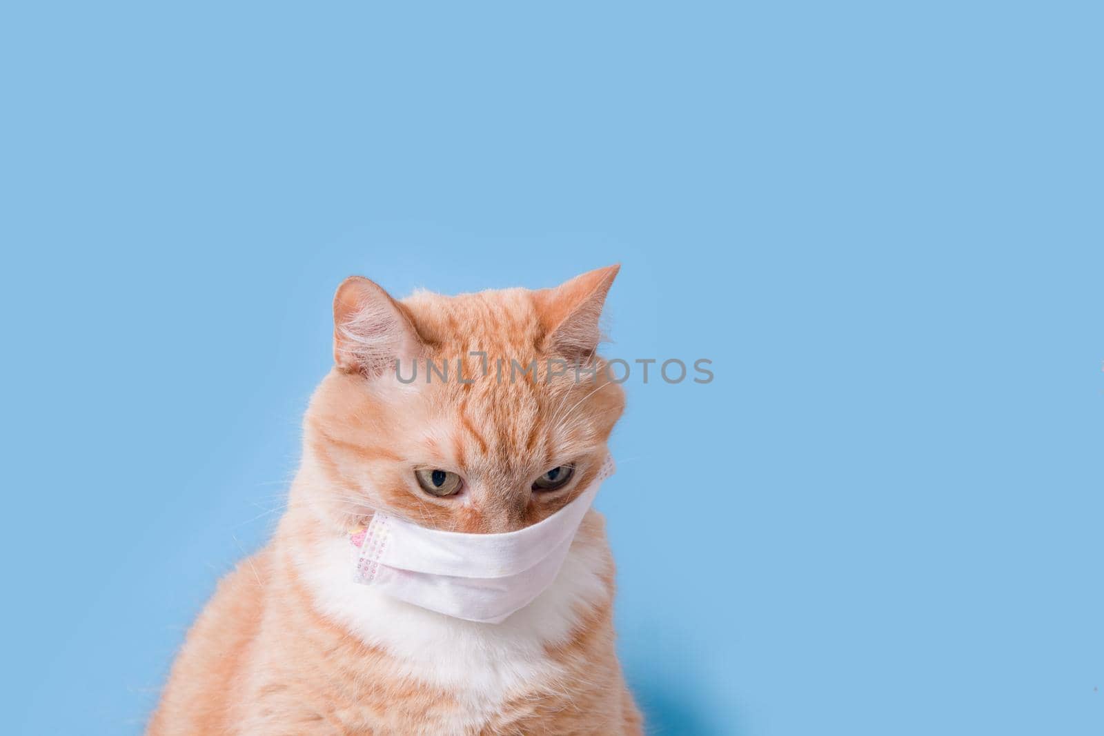 cute scared ginger cat in white children's medical protective mask on a blue background copy space, protection against viruses and bacteria concept, veterinary medicine and treatment of pets