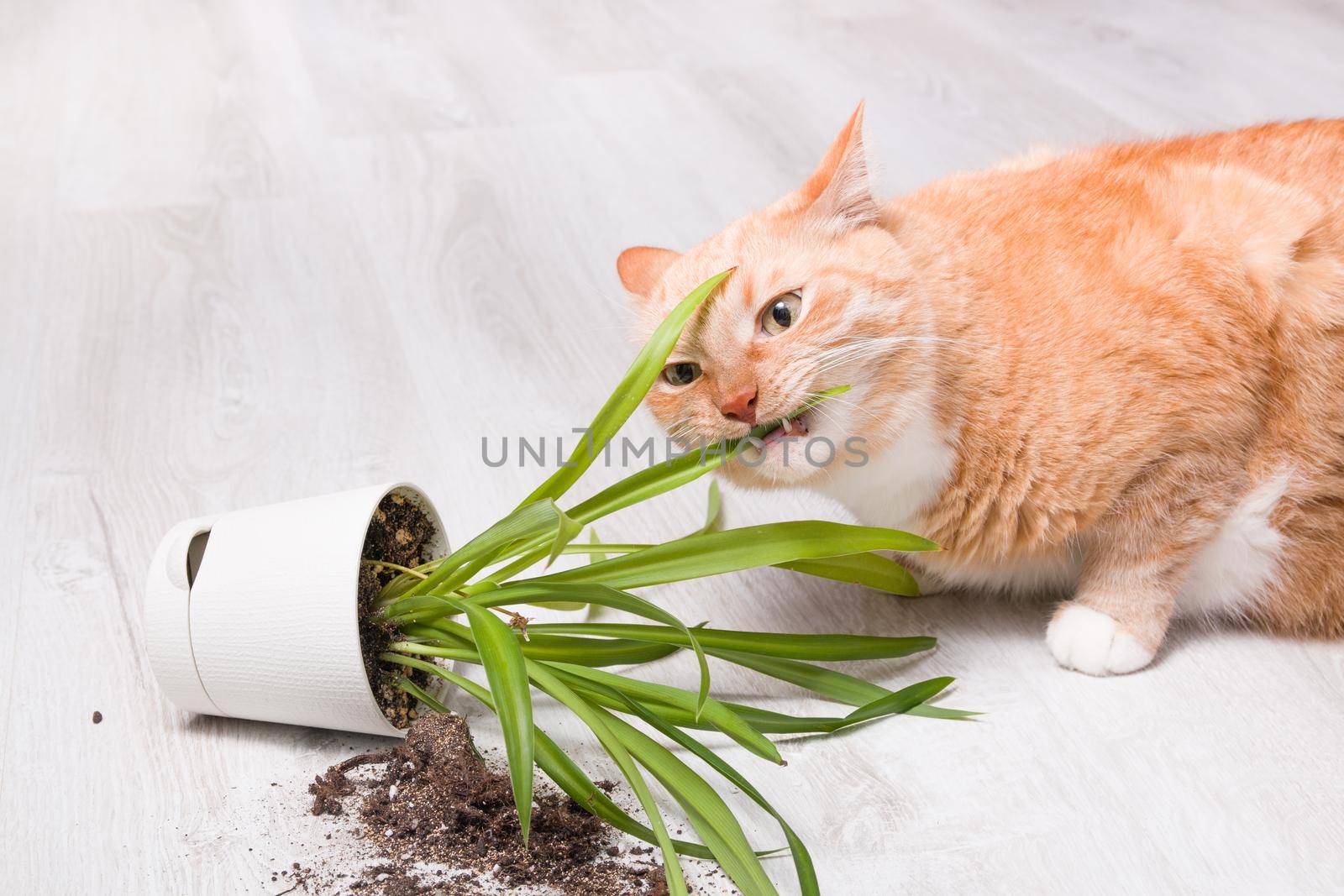 ginger cute fluffy cat nibbles a fallen green plant in a pot, light wooden floor, soil fell out of the pot, copy space, cleaning concept, cat eats grass, cat's mouth with teeth