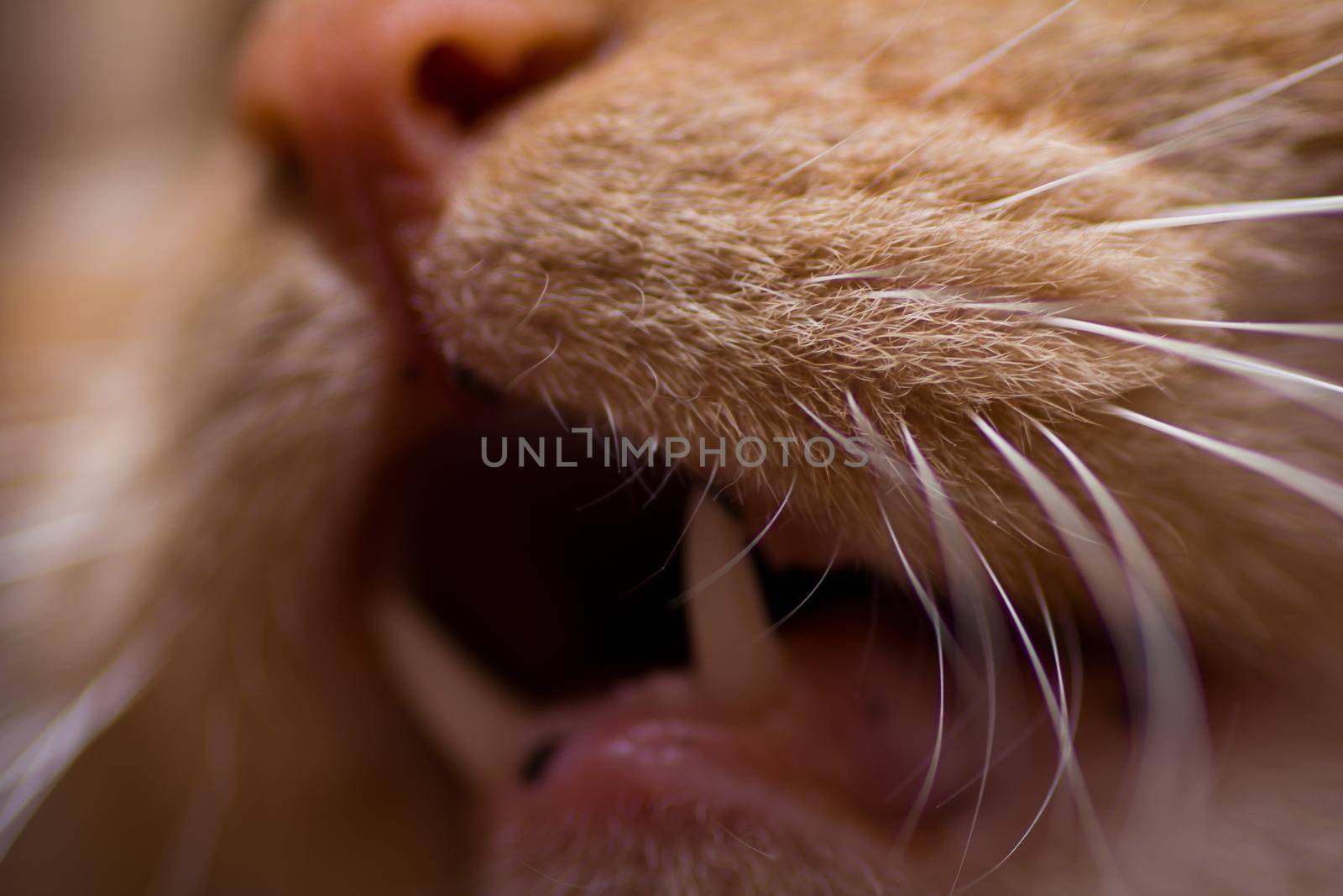 cat mouth with teeth, tongue and mustache Â