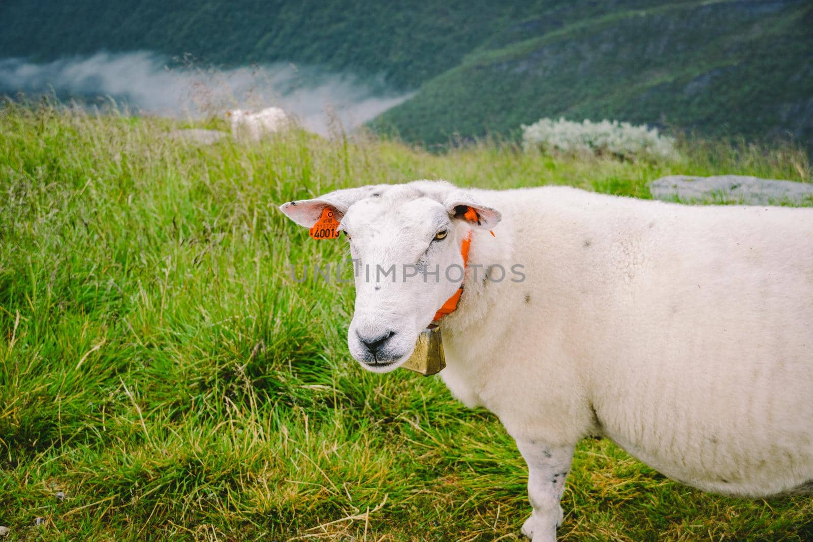 sheeps on mountain farm on cloudy day. Norwegian landscape with sheep grazing in valley. Sheep on mountaintop Norway. Ecological breeding. Sheep eat boxwood. Ewe sheep grazing on pasture in mountain.