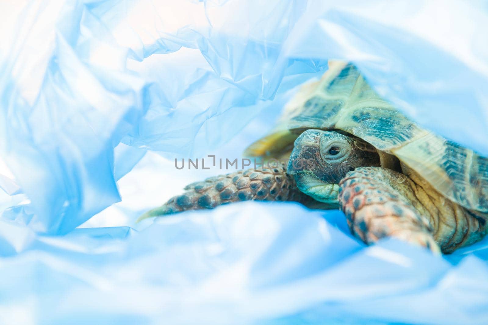 turtle in a blue plastic bag, pollution of the planet concept, animal death from plastic, environmental protection concept