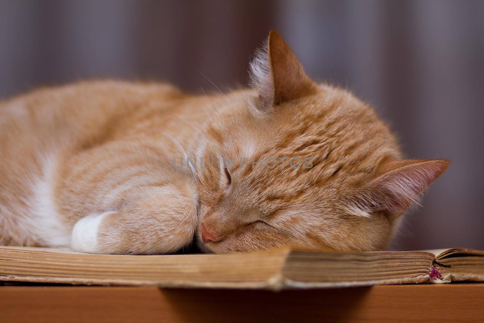 red lovely cat slepeps on the book on the table, rufuos and cute