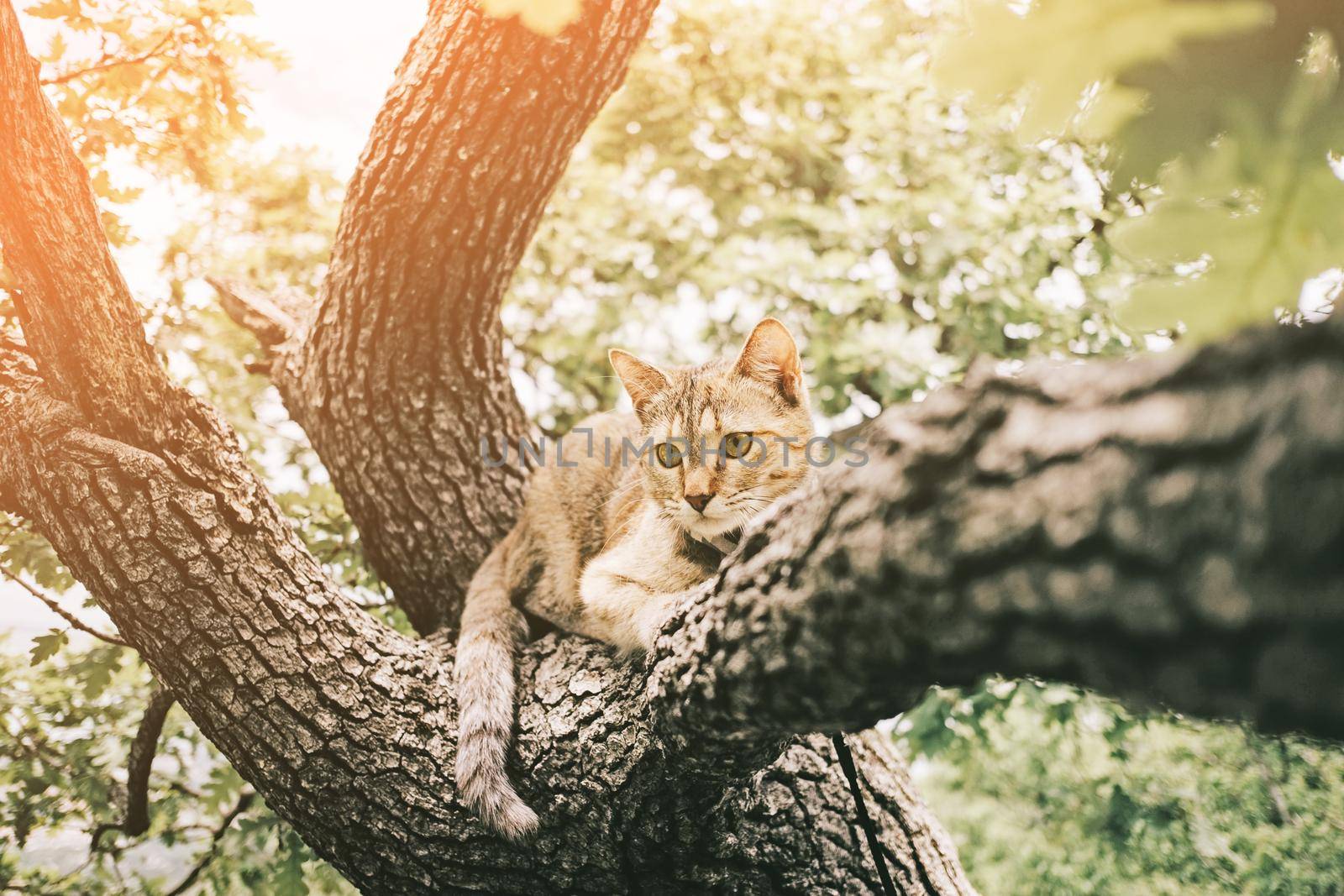 Cat lying on oak tree on sunny summer day. by alexAleksei