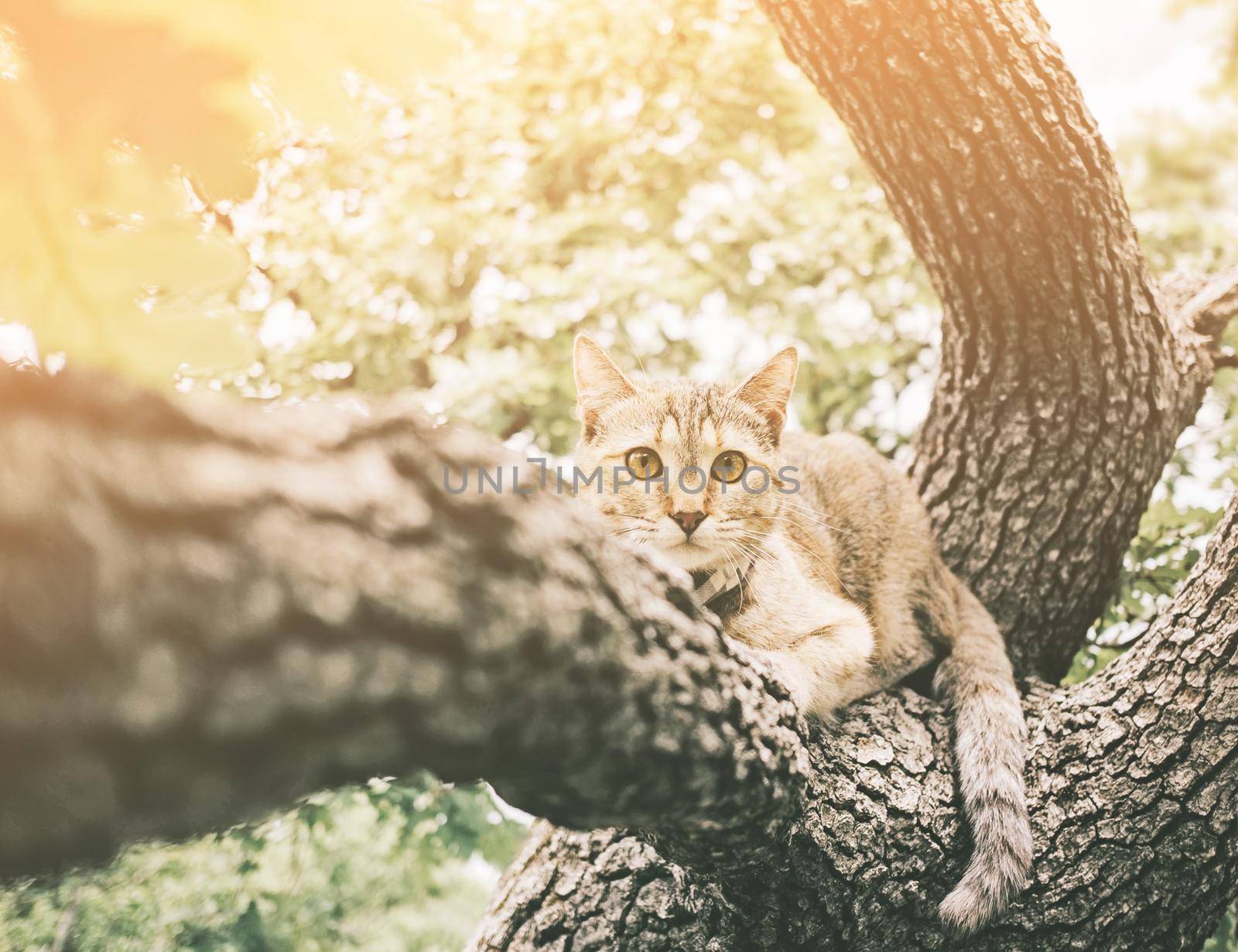 Cute tabby cat of ginger color lying on tree on sunny summer day outdoor, staring at camera.