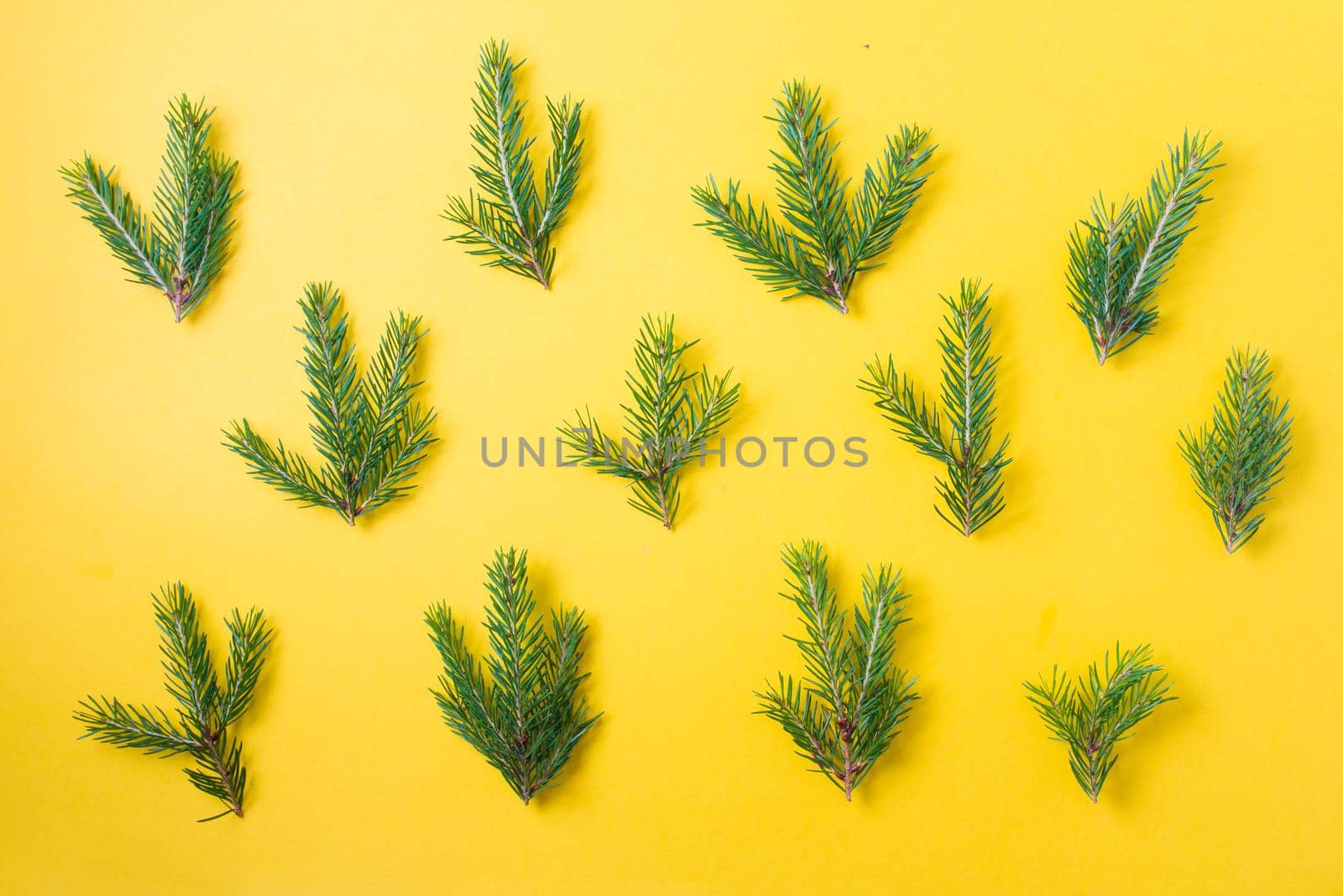 pattern of small spruce branches on a yellow background by natashko