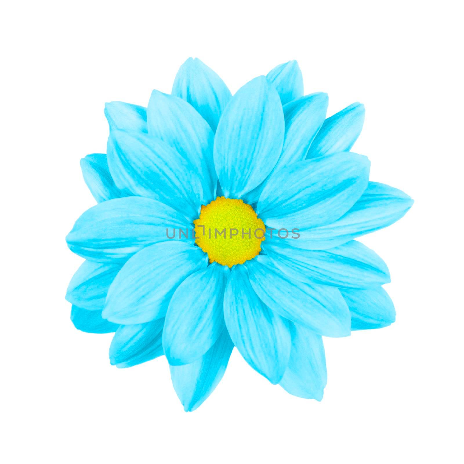 Light blue daisy, chamomile or chrysanthemum macro photo isolated on white background. Flower head isolated close up. Top view.