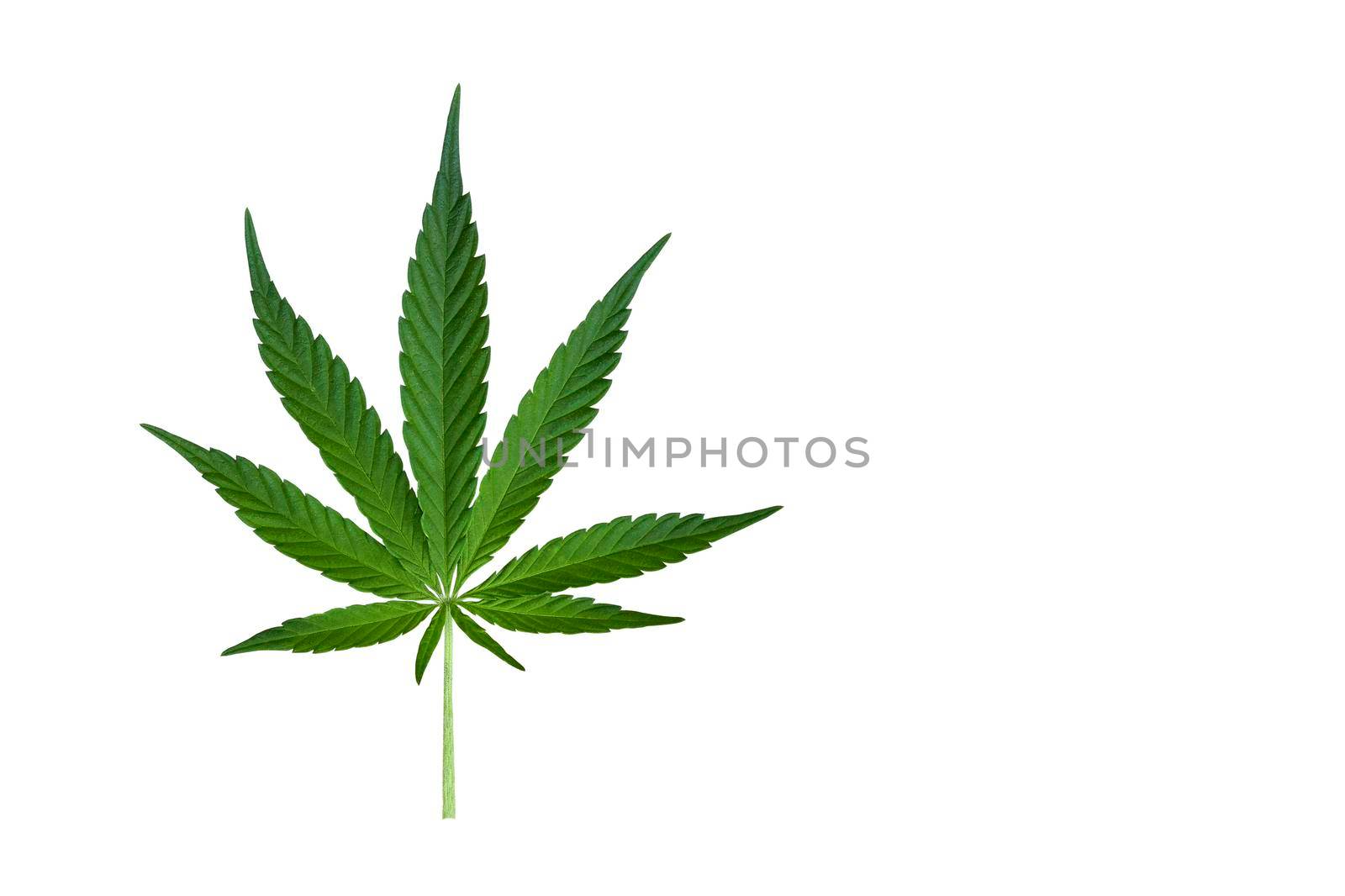Cannabis or Hemp leaf isolated on white background. Top view. Template or mock up with copy space.
