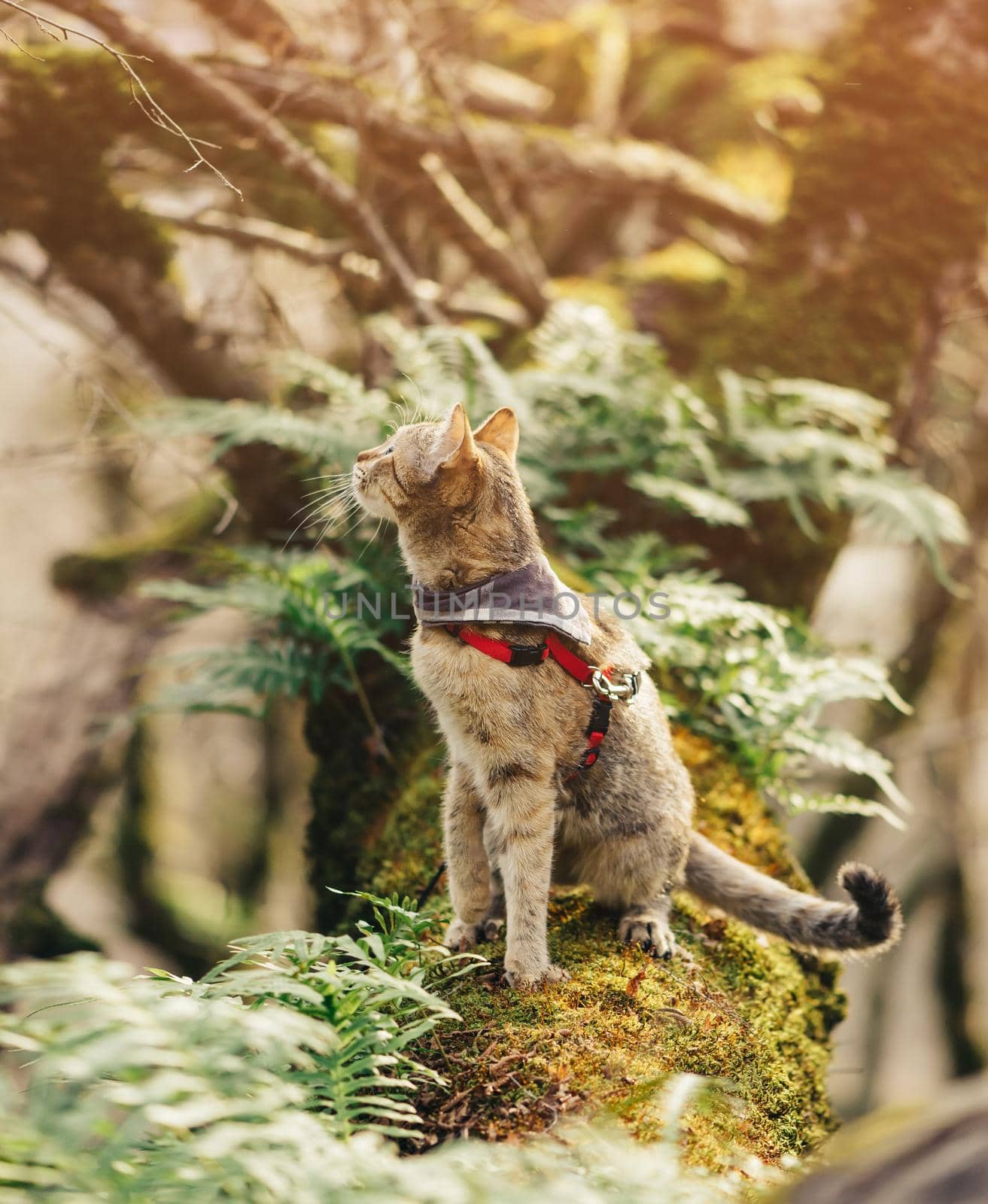 Traveler tabby cat of ginger color in bandana walking in the forest outdoor.