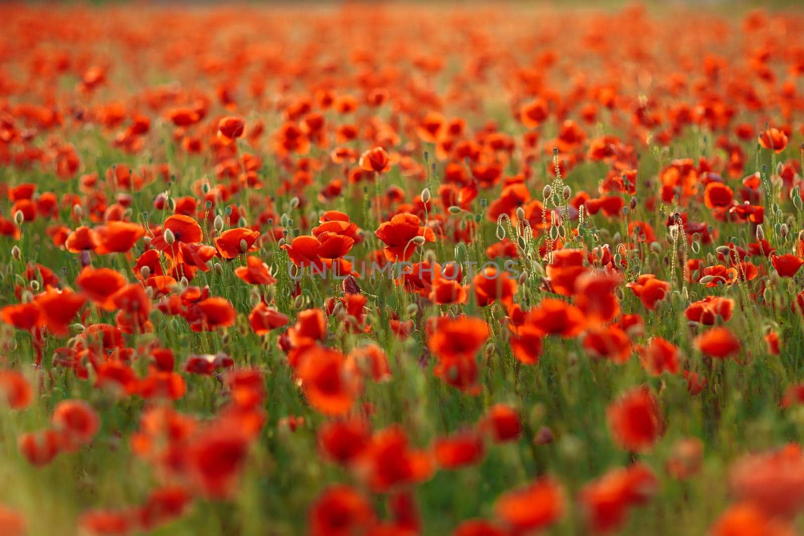 Poppies on green field on summer sunset with selective focus