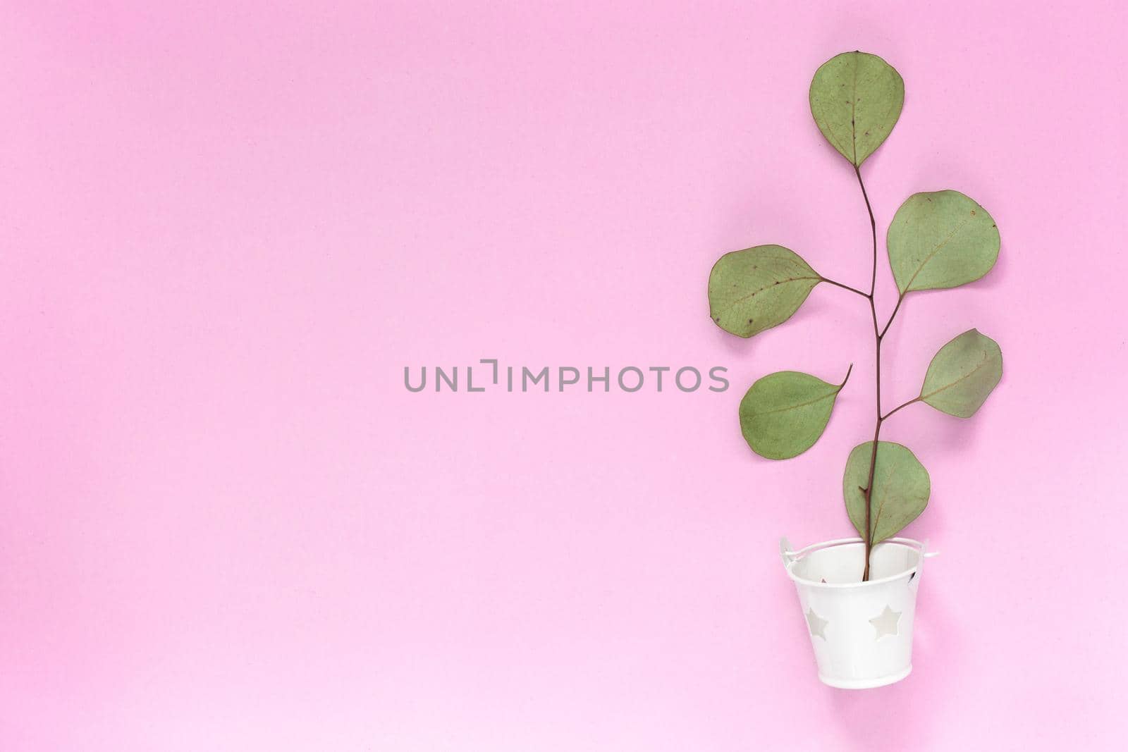 Sprig with leaves in a white bucket on a plain pink background with an area for text copyspace, topview, mockup, flatlay.