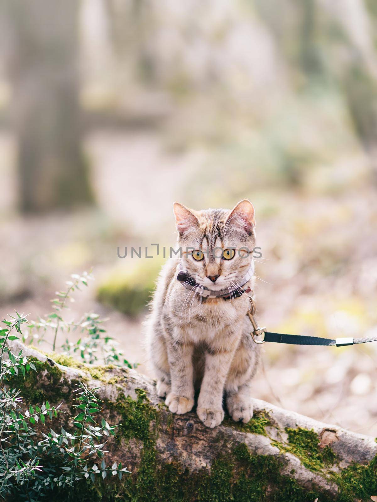 Cat walking in the forest outdoor. by alexAleksei