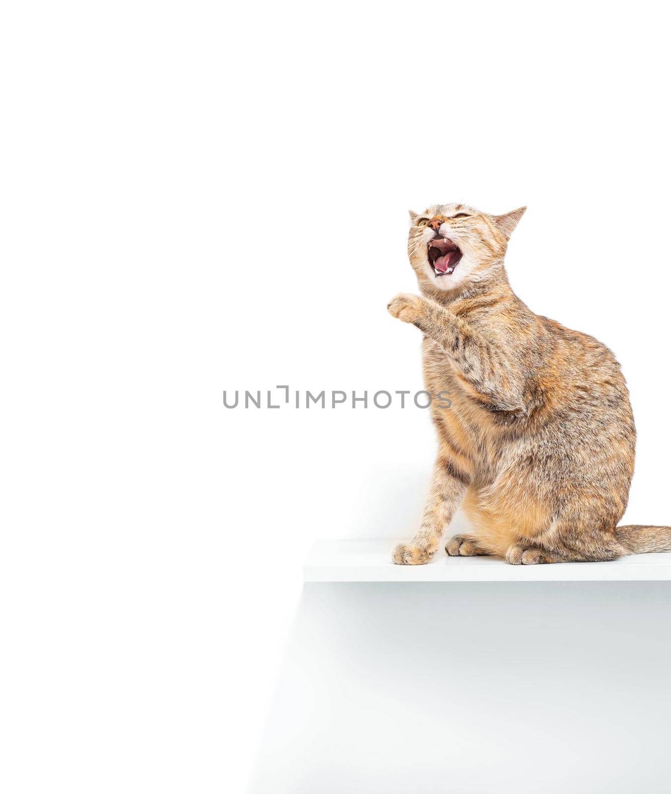 Ginger color cat pet sitting on shelf in front of white wall and meowing with funny expression. Copy-space in left part of image.