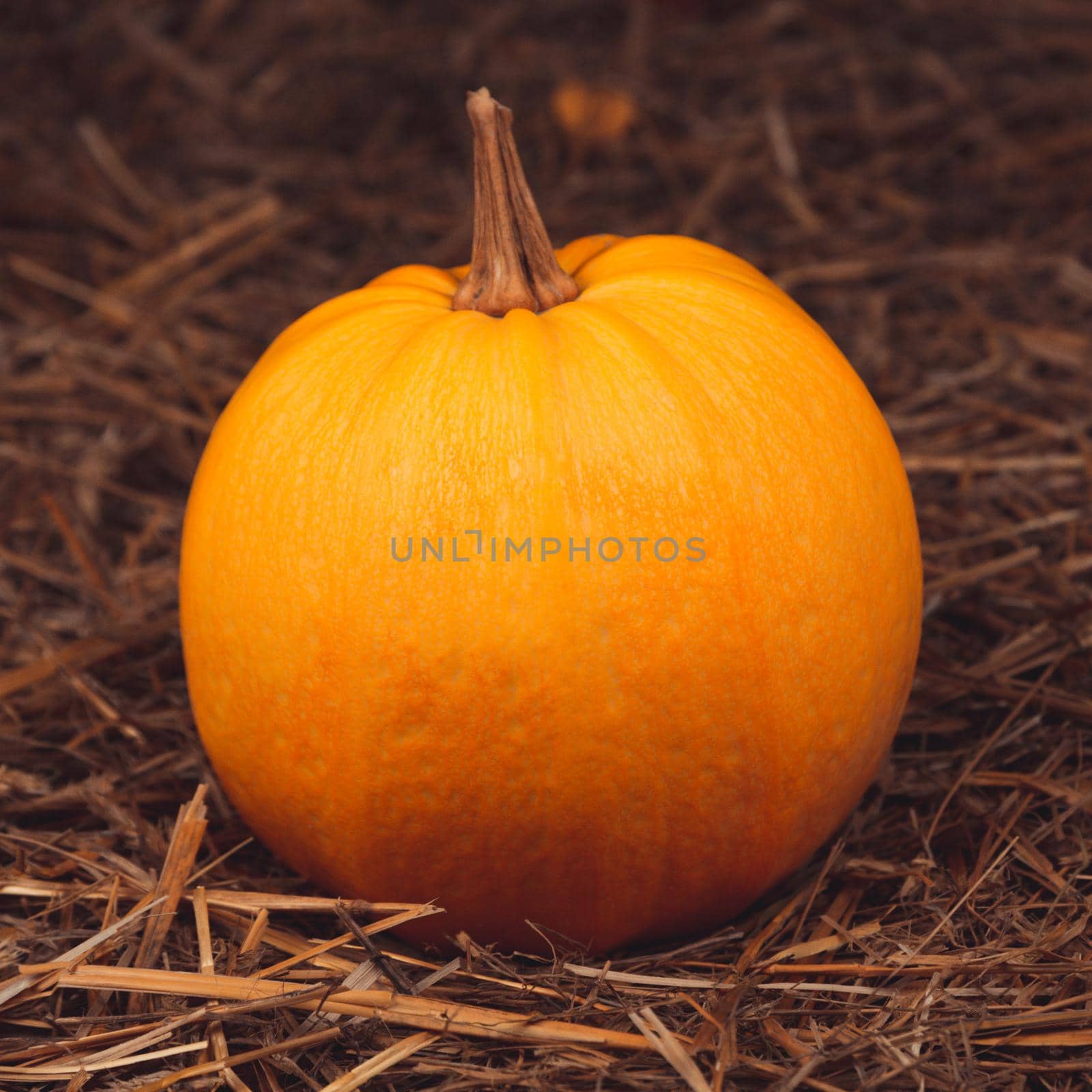 Big orange fresh pumpkin on hay. Thanksgiving day concept with copy space for text.
