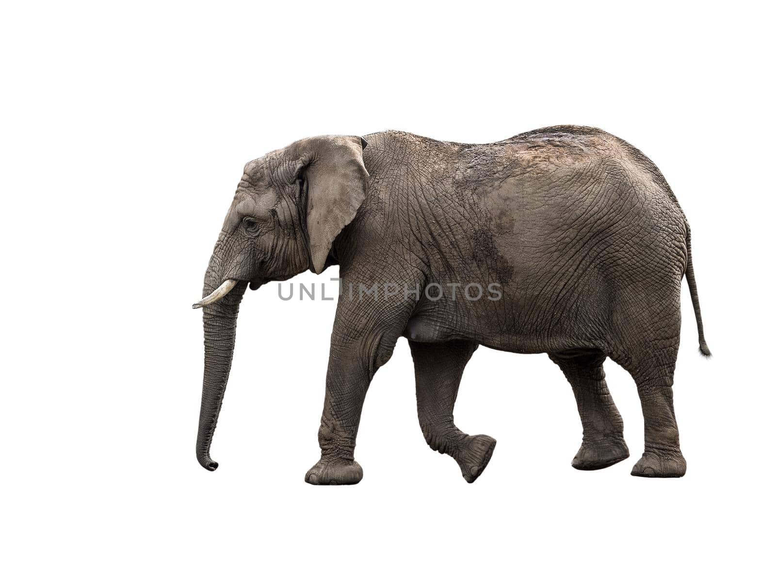 Elephant close up. Big grey walking elephant isolated on white background. Standing elephant full length close up.