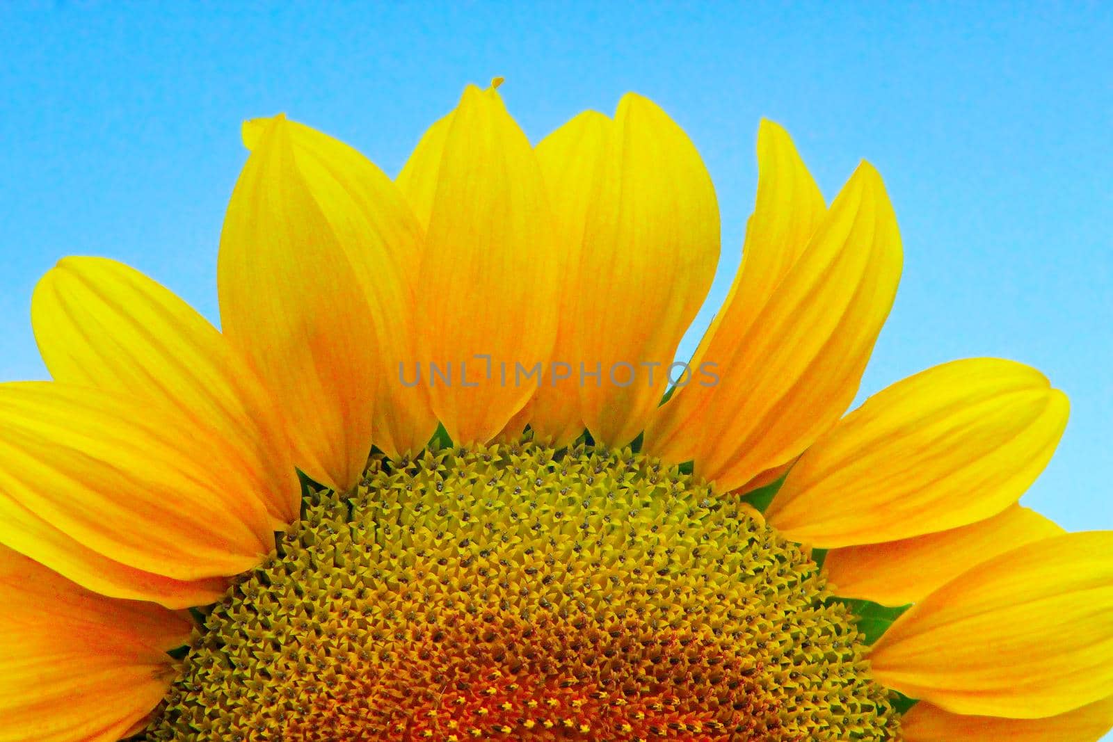 half of sunflower closeup by alexmak