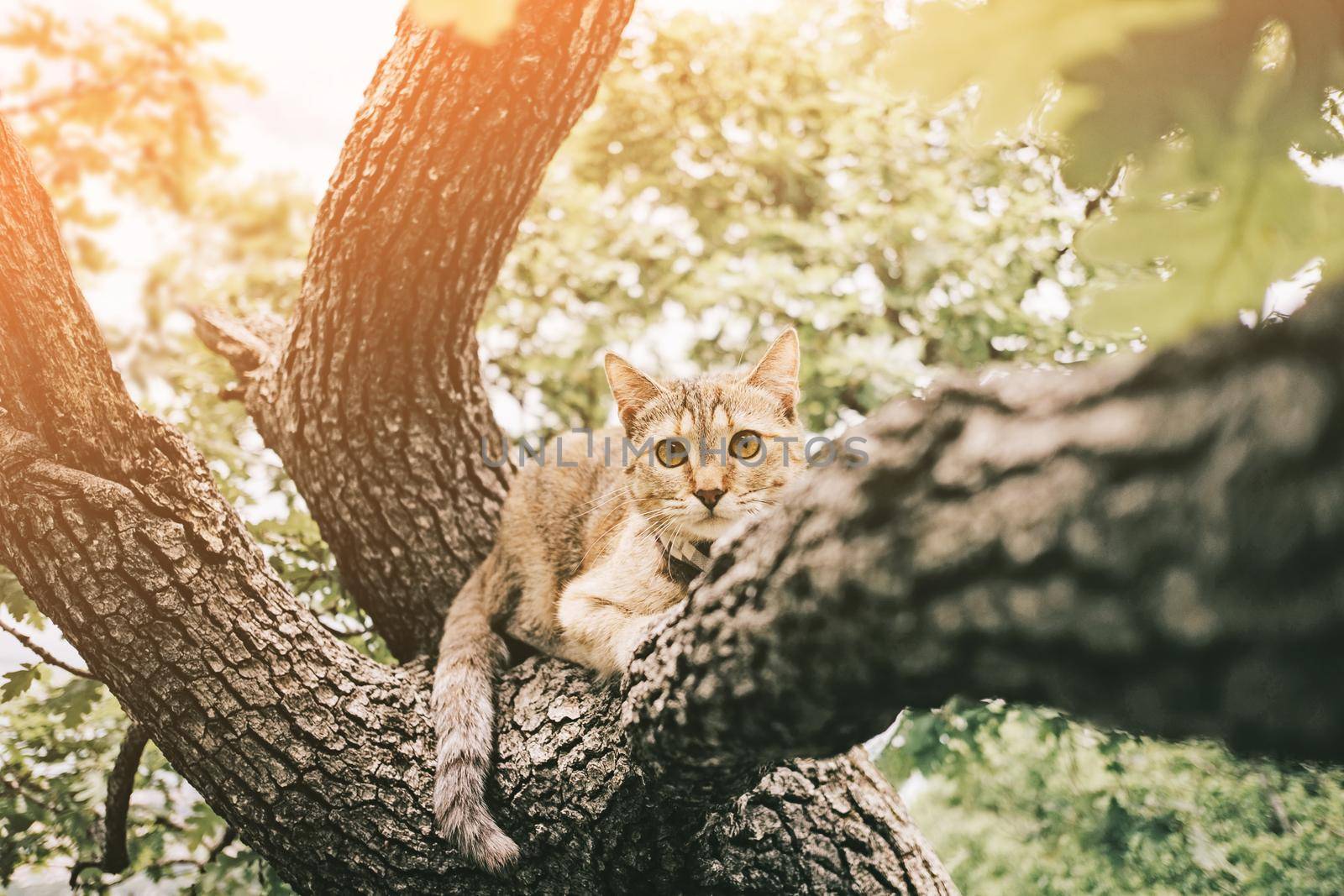 Curious tabby cat of ginger color lying on tree on sunny summer day outdoor, looking at camera.