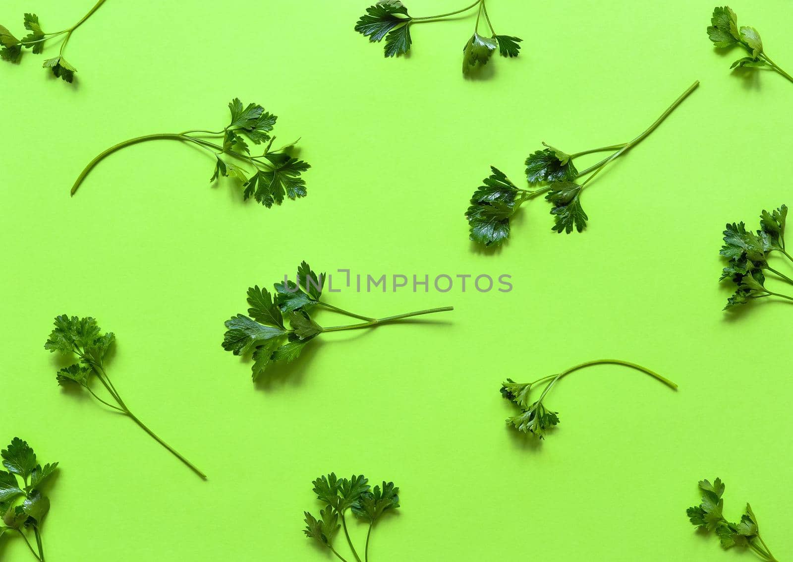 Parsley isolated. Pattern of parsley on a green background. Juicy bright green parsley leaves. Herbs flat lay, top view.