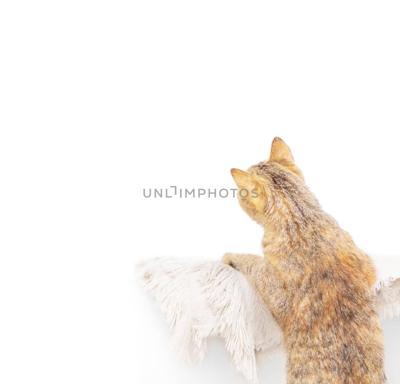 Curious tabby cat of ginger color staring at something on a white wall, copy-space.