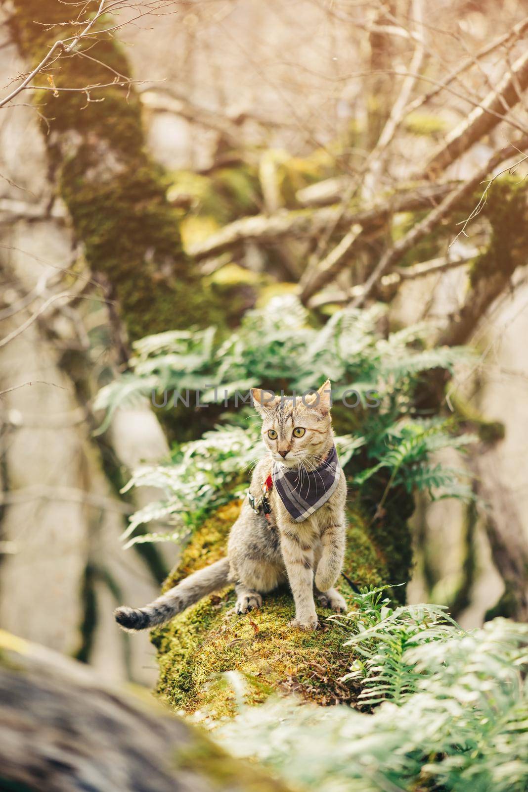 Traveler cute domestic cat in bandana walking in forest outdoor.