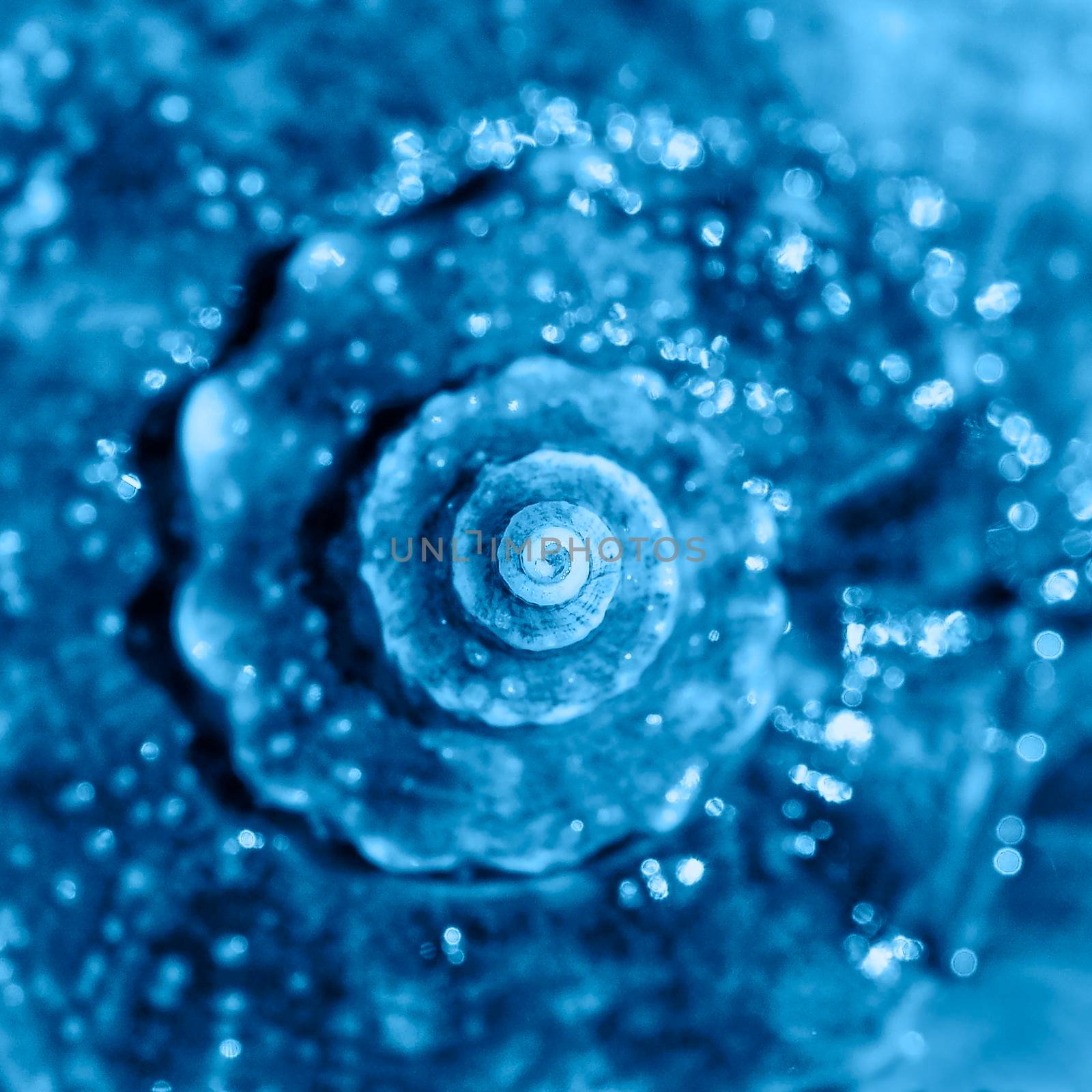 Sea shell close up. Top view, deep focus. Spiral and curly shell texture. Banner with color of the year 2020 - classic blue. by esvetleishaya