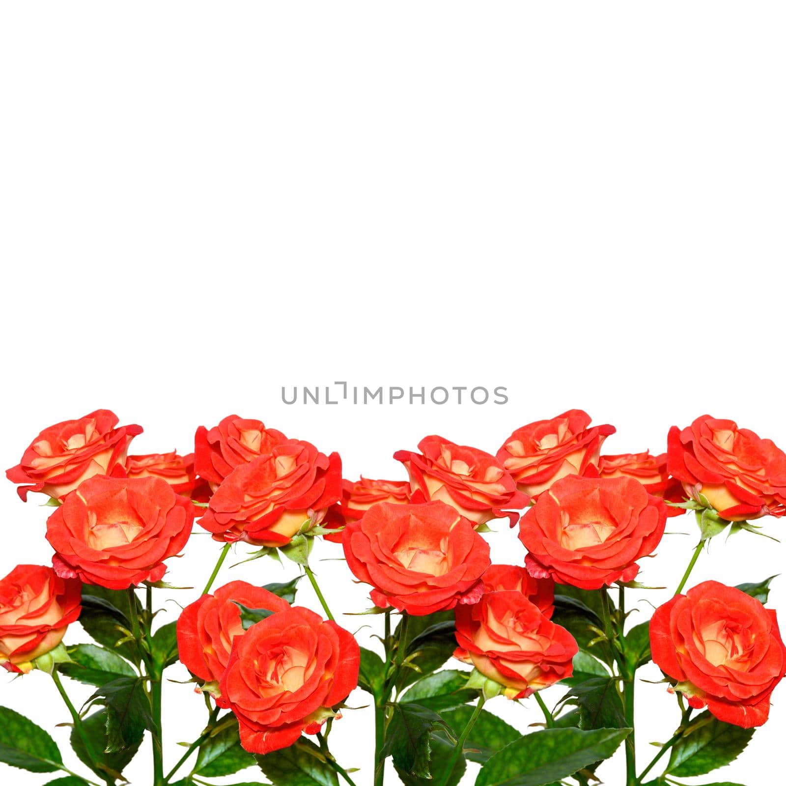 Roses isolated on vhite background. Copy space. Coral or red-orange rose branches isolated on white background