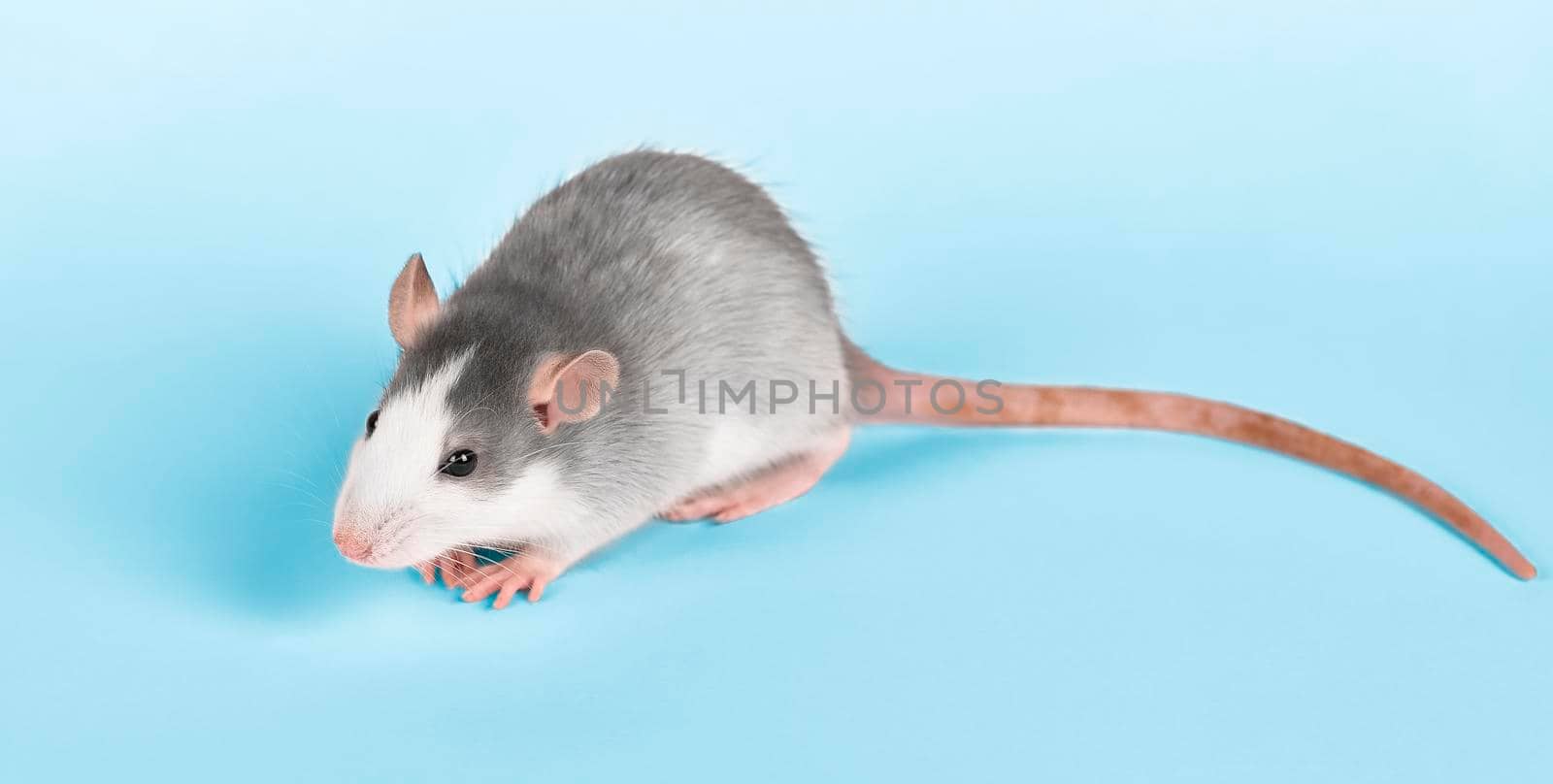Funny young rat isolated on light blue background. Rodent pets. Domesticated rat close up. Rat washes its face with its paws