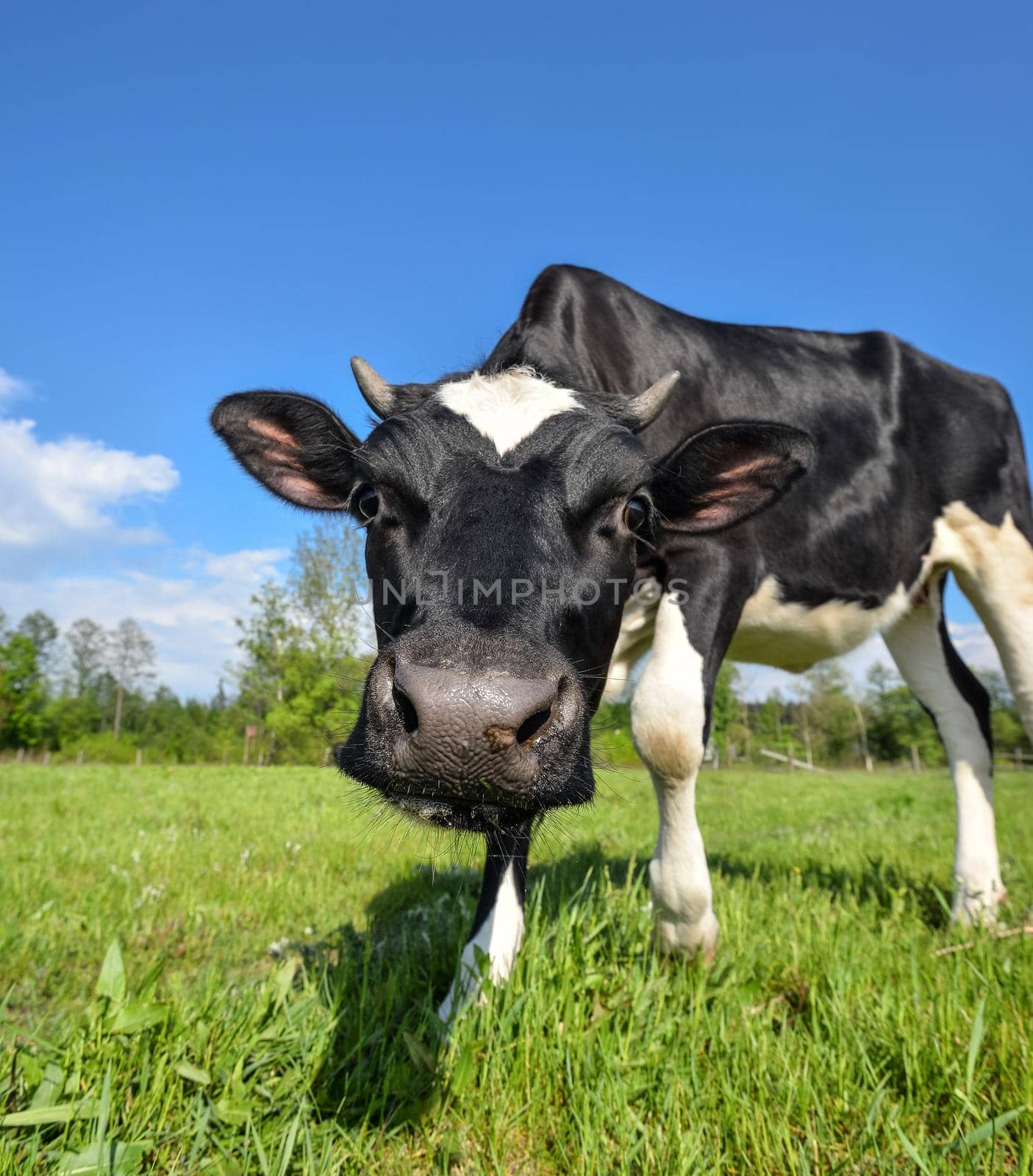 The portrait of cow with big snout on the background of green field. Farm animals. Grazing cow by esvetleishaya