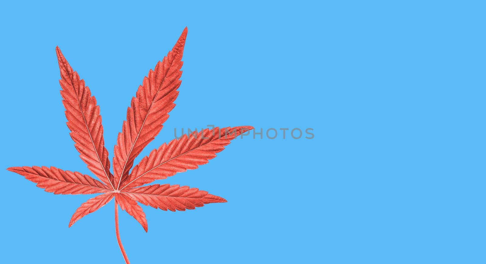 Coral painted Hemp or cannabis leaf isolated on blue background. Top view, flat lay. Template or mock up.