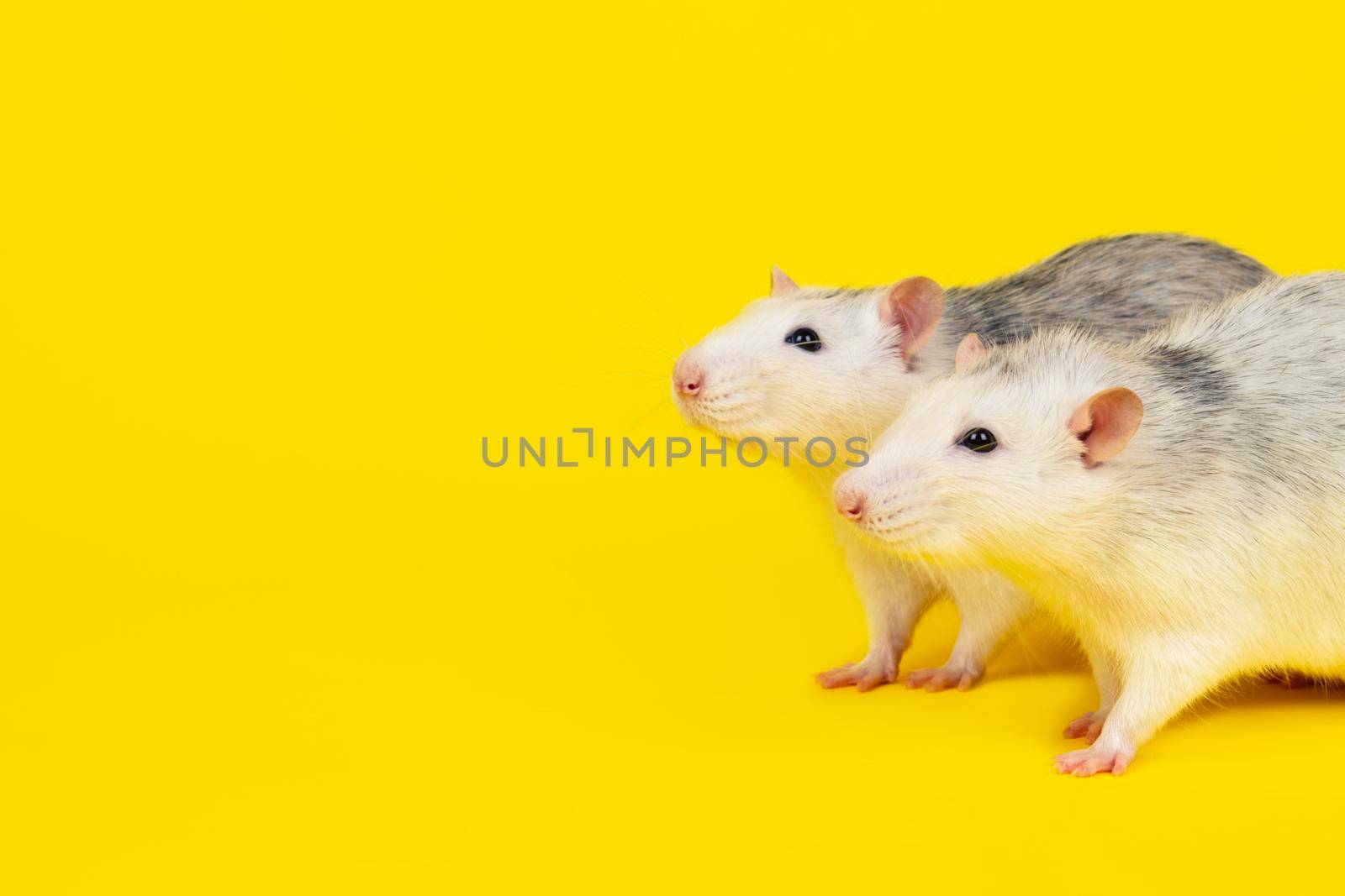 Portrait of two Funny fat rats isolated on yellow. Rodent pets. Domesticated rat looking directly to camera close up.