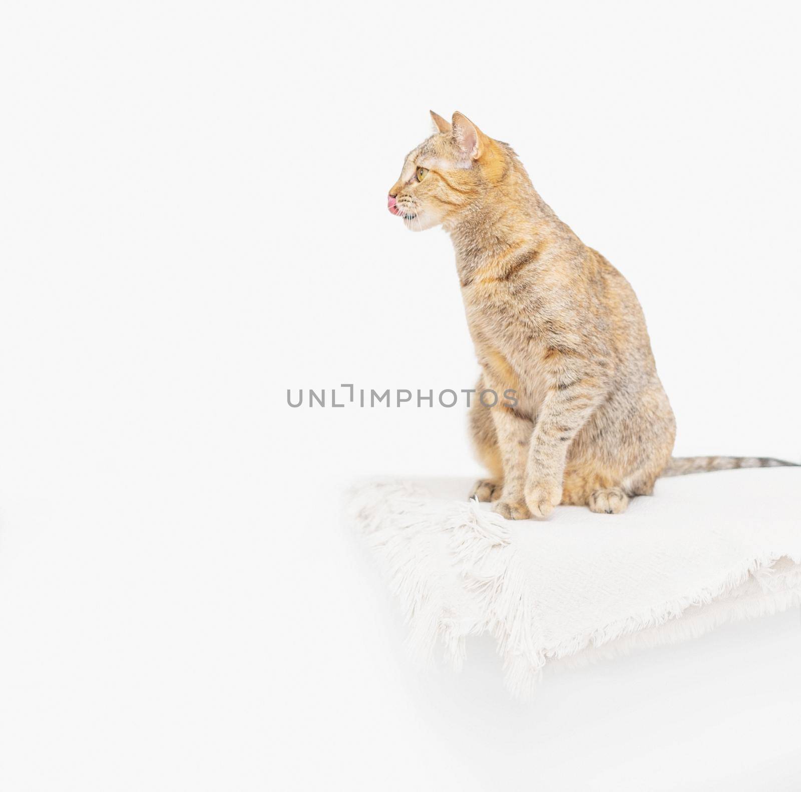 Domestic tabby cat of ginger color sitting on shelf and looking away, copy-space.