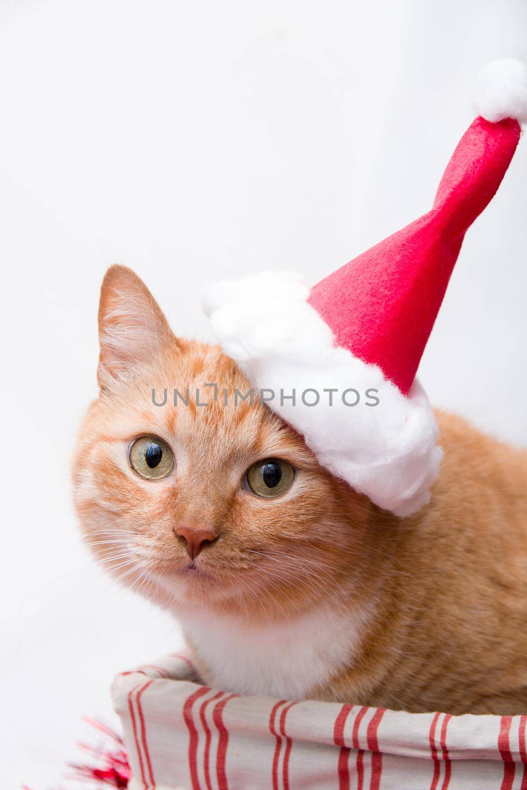 red cat in santa claus hat sits in a basket on a white background
