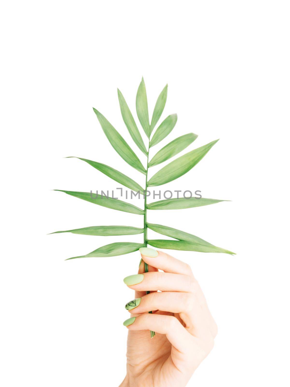 Female hand with green manicure holding palm plant leaf. by alexAleksei