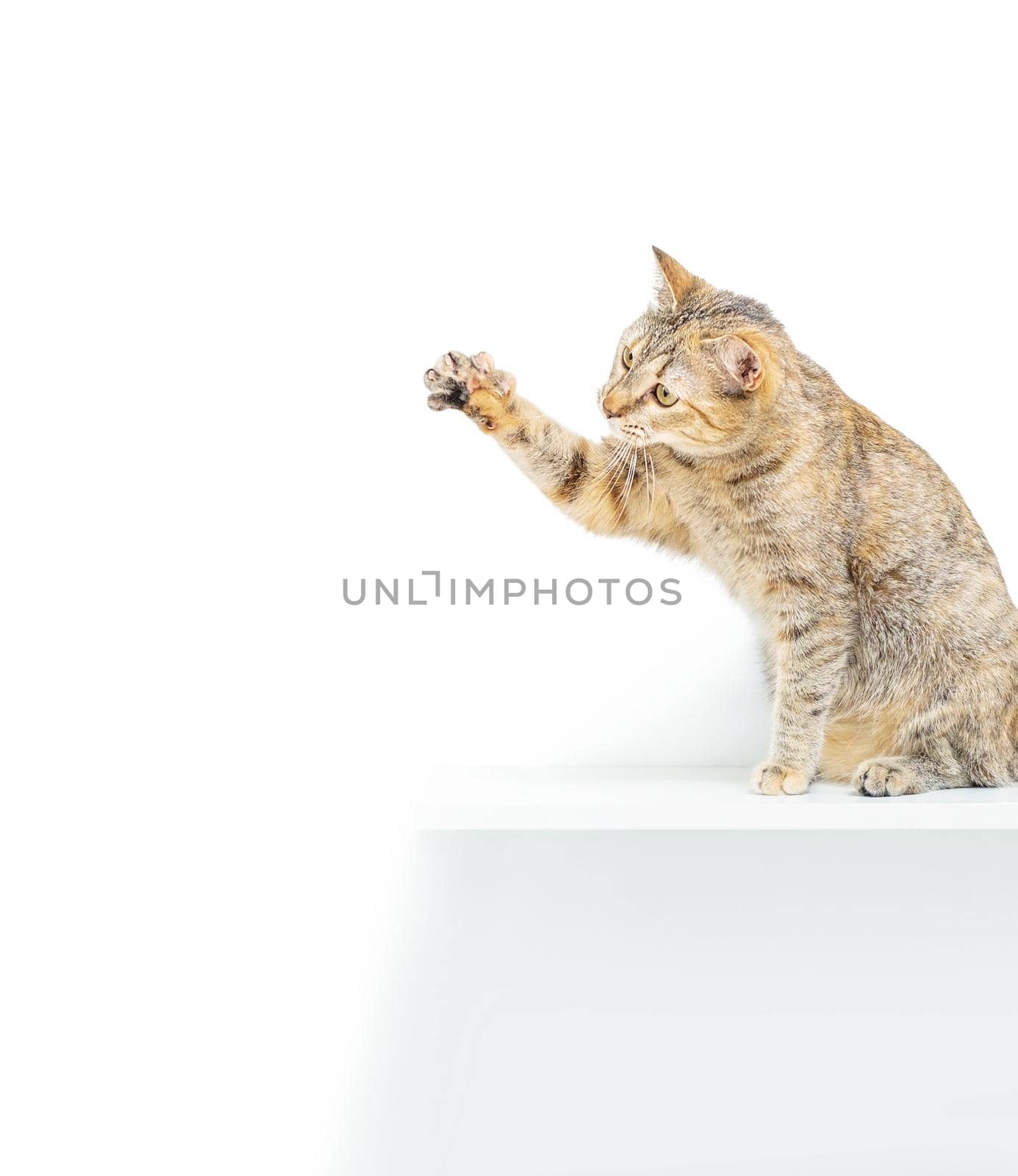 Cute tabby cat of ginger color sitting on shelf and catching something with paw on a white background.