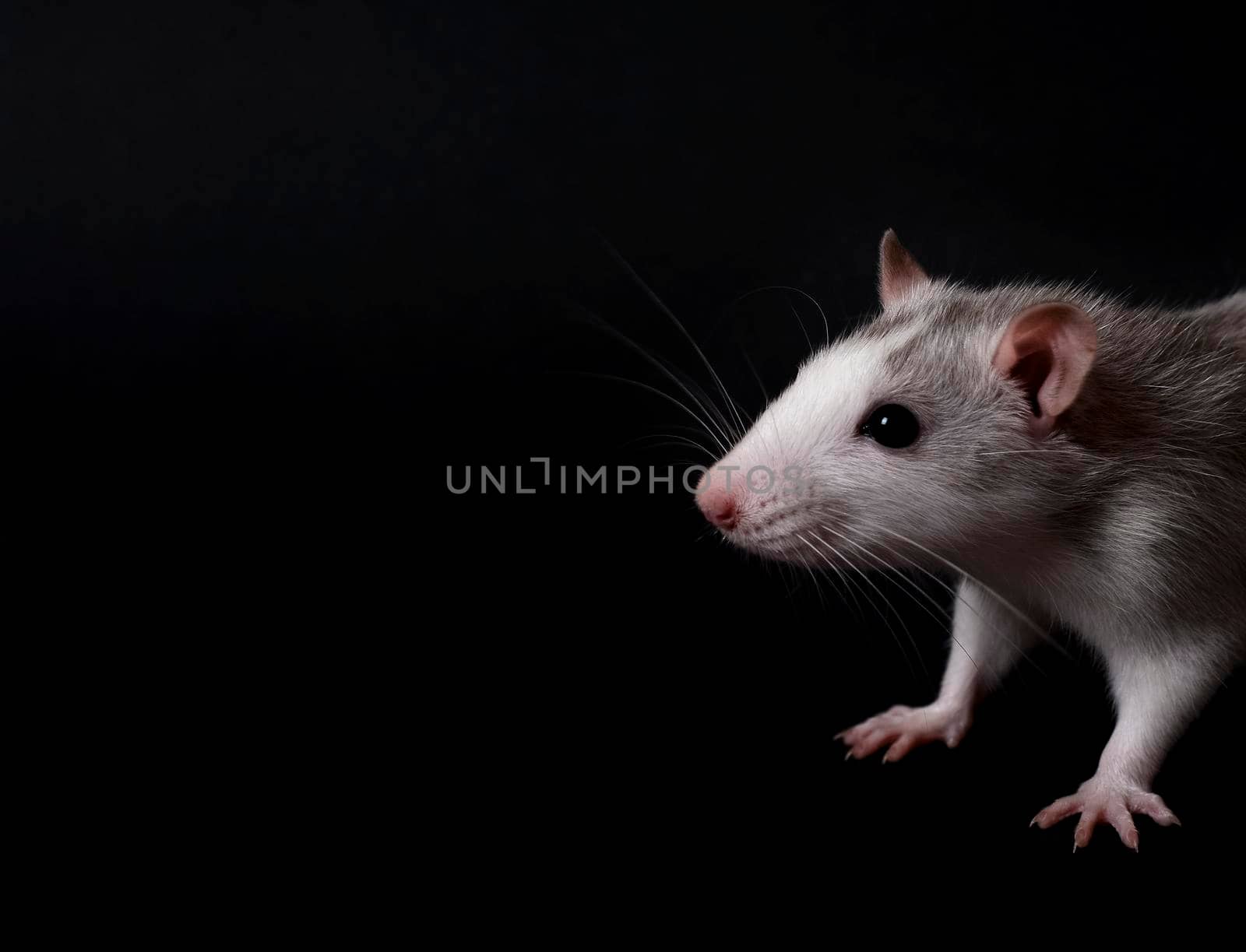 Young gray rat isolated on black background. Rodent pets. Domesticated rat close up. Rat sniffs the air by esvetleishaya