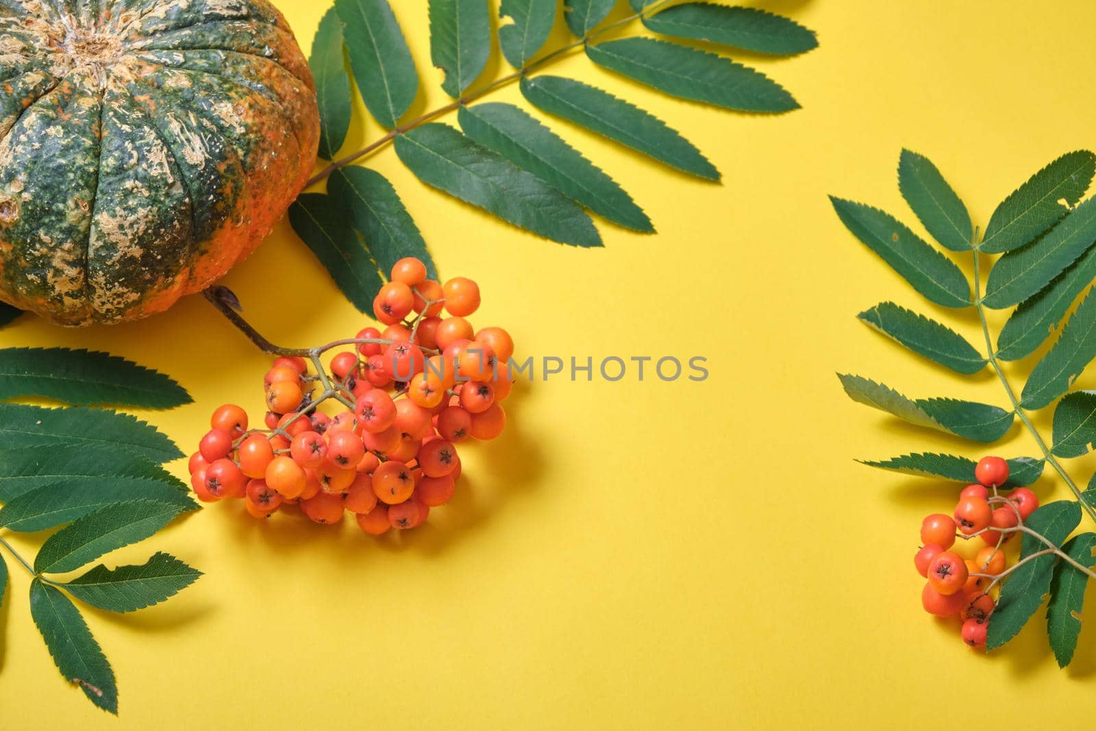 rowan branch with green leaves and green ugly pumpkin on a yellow background