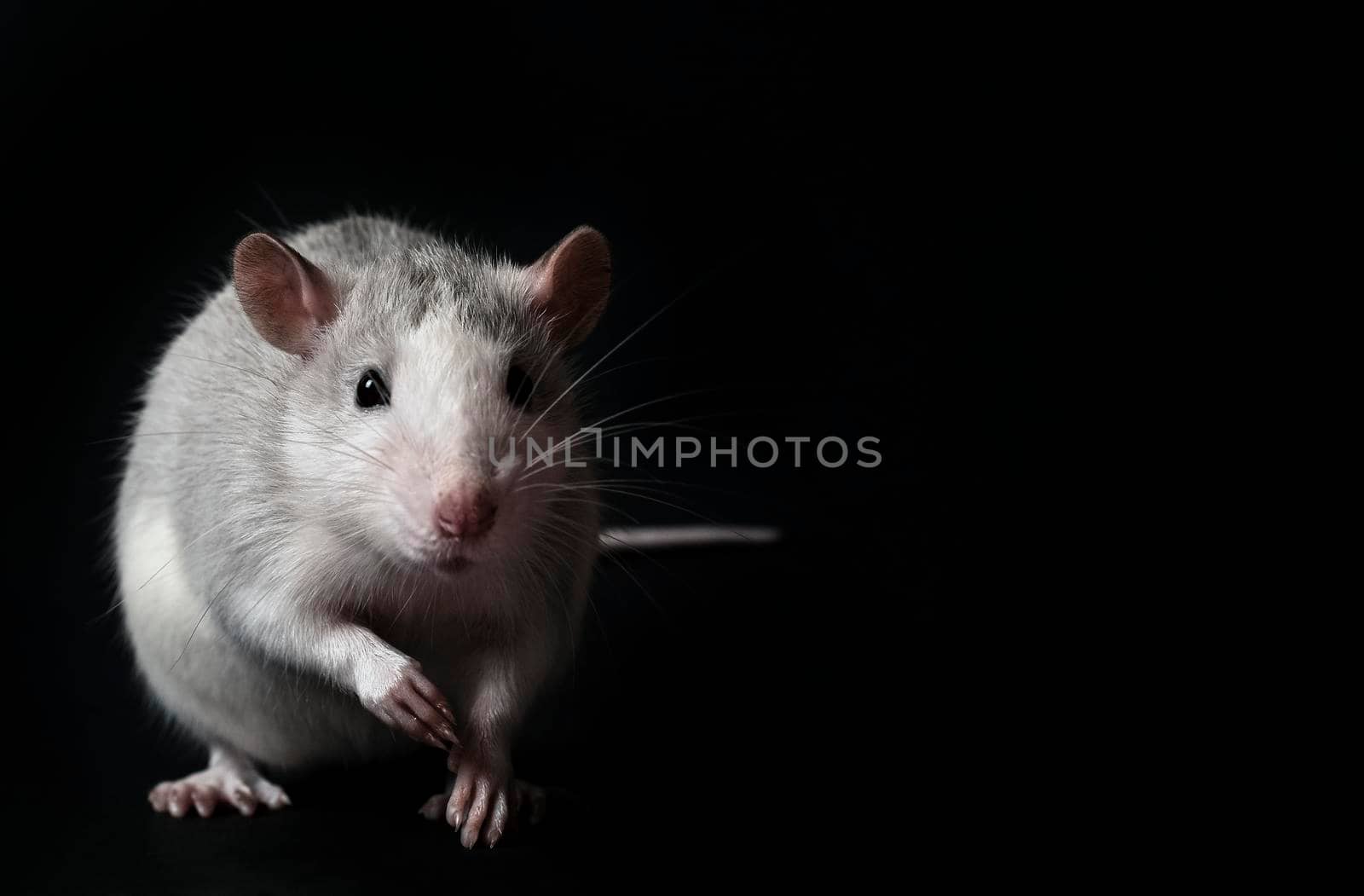 Young gray rat isolated on black background. Rodent pets. Domesticated rat close up. The rat is looking at the camera