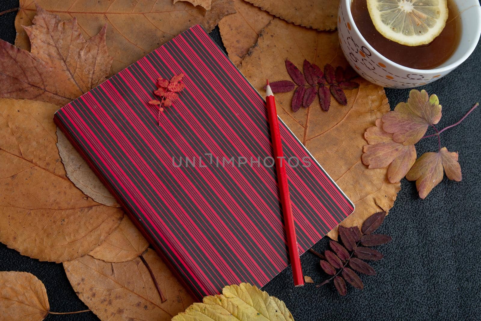 red pencil on a red striped notebook lies on dry autumn leaves a cup with tea with lemon on a cherng background autumn yellow orange