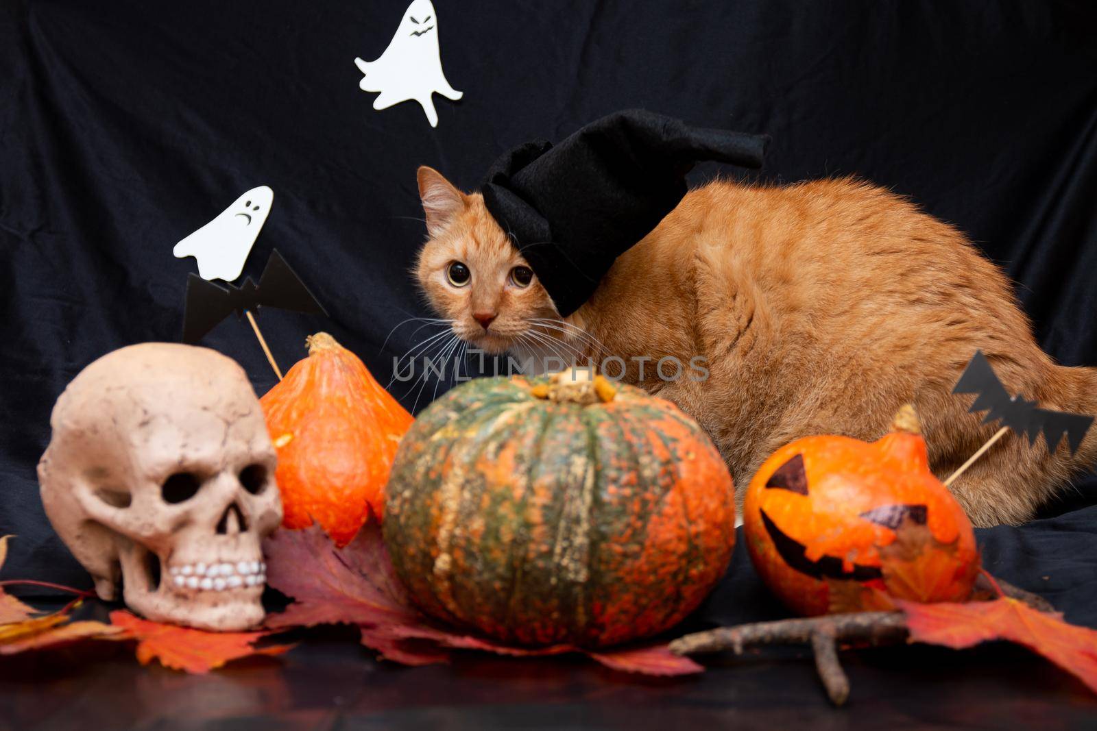 red cat in a black hat with halloween pumpkins and a skull on a dark background by natashko