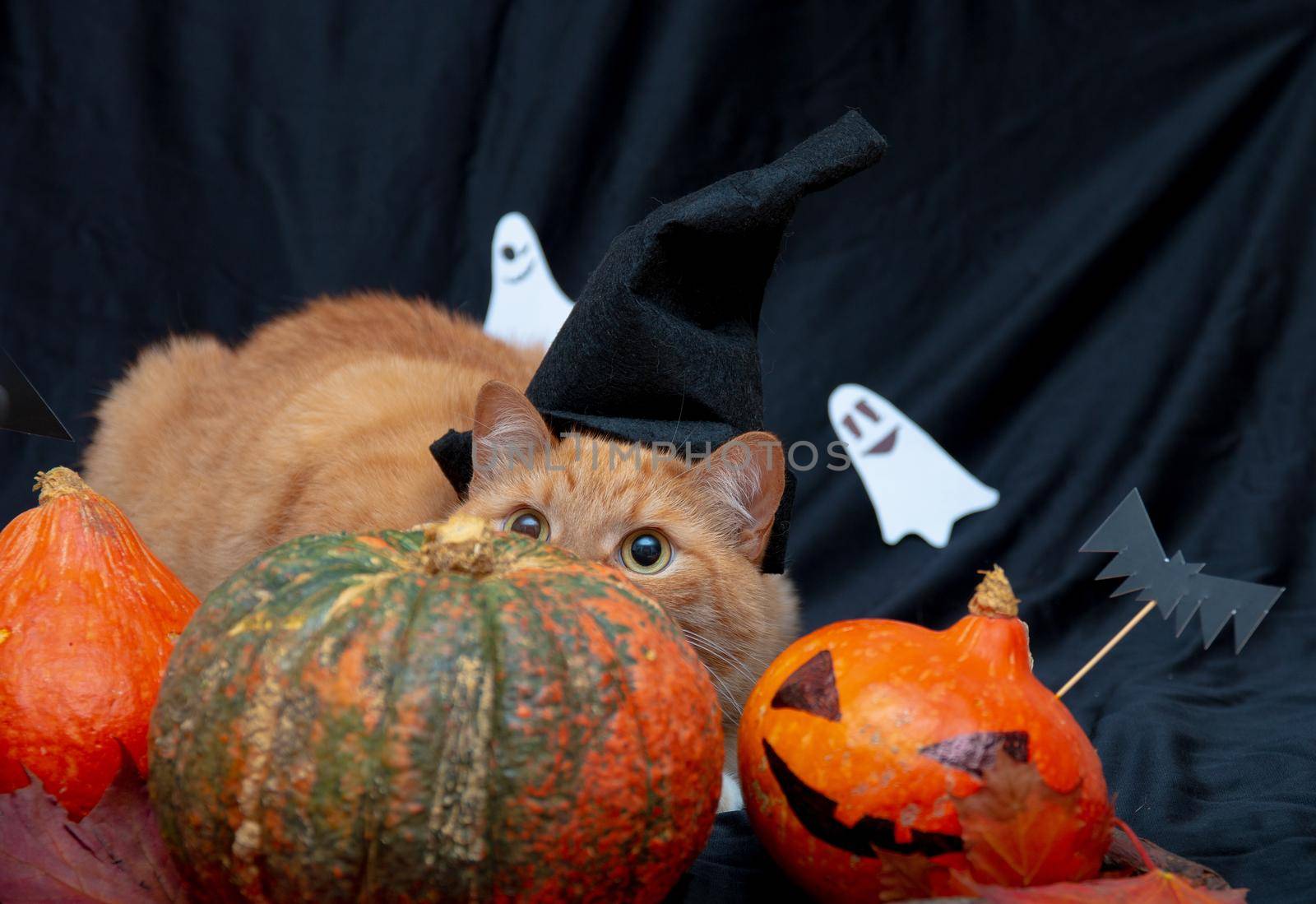 ginger cat peeks out from behind a pumpkin. halloween background, skull, bats, jack head on a black background,red cat