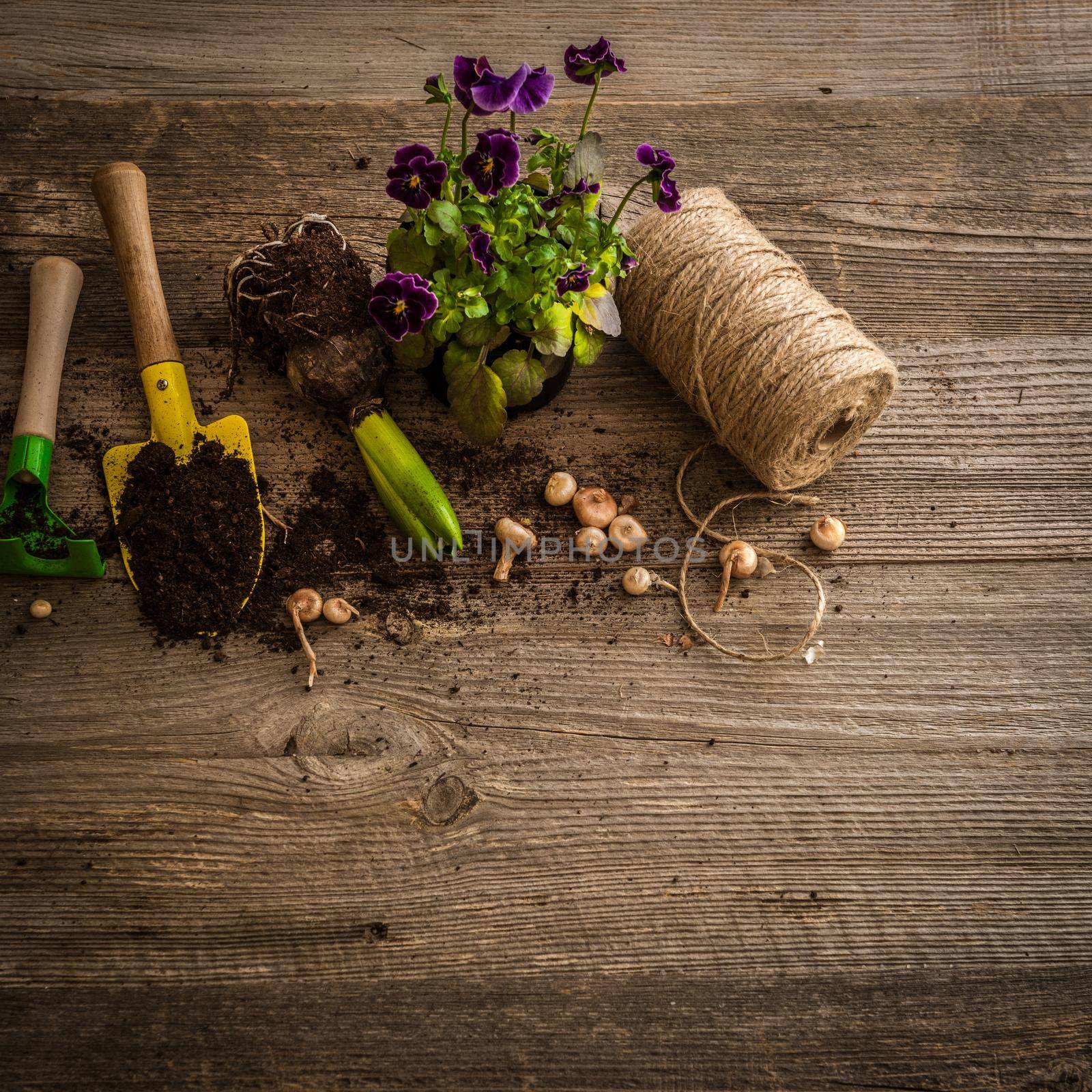 Plants for planting and garden accessories on a wooden table vintage