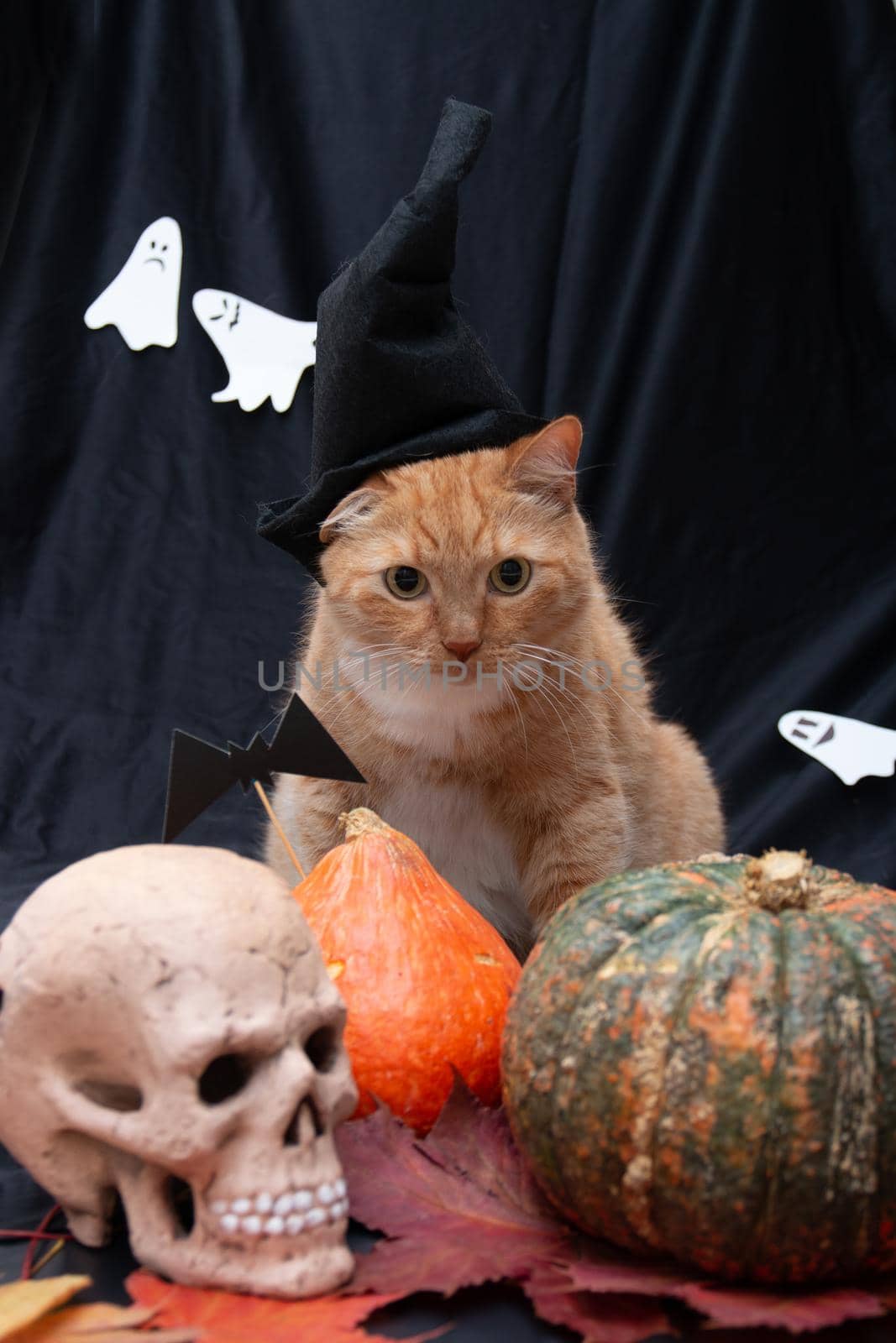 red cat in a black hat with halloween pumpkins and a skull on a dark background