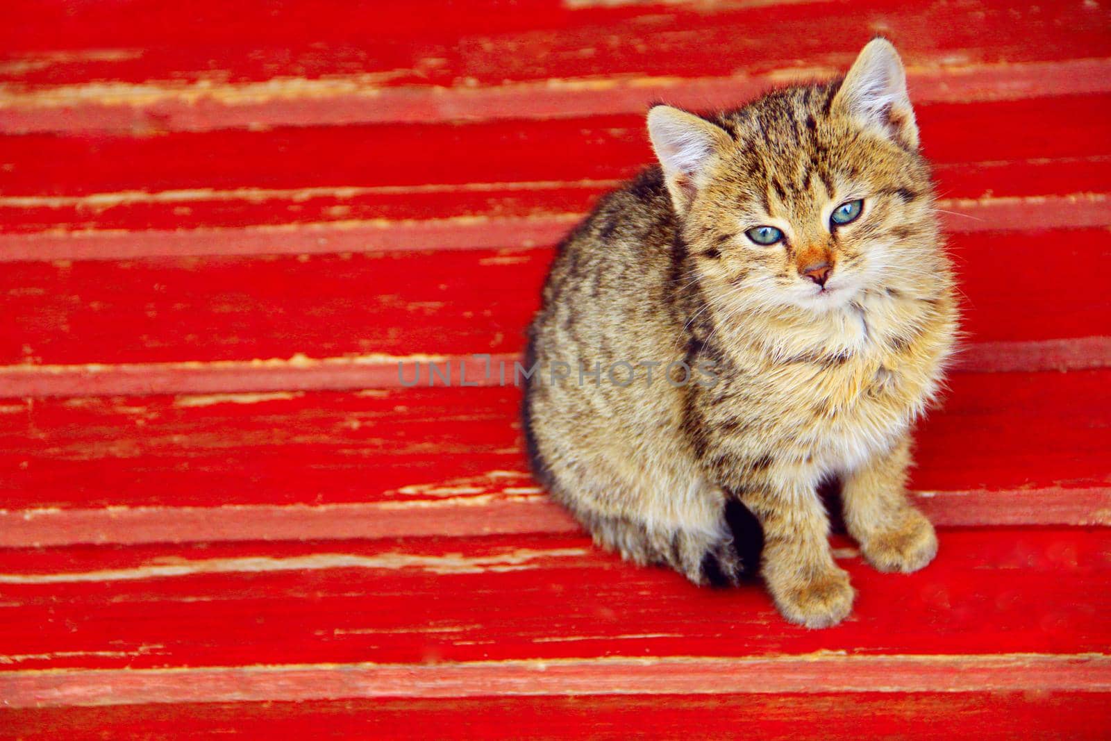 kitten sits on a bench by alexmak