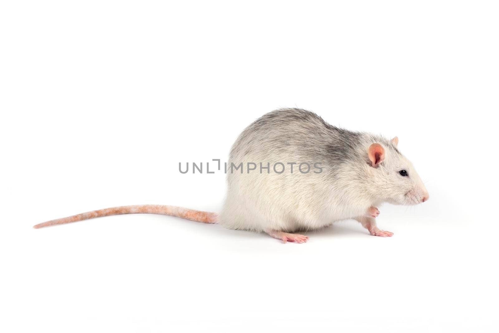 Funny and fat gray rat with long tail isolated on white background. Home pets concept. Rat full length cut out.