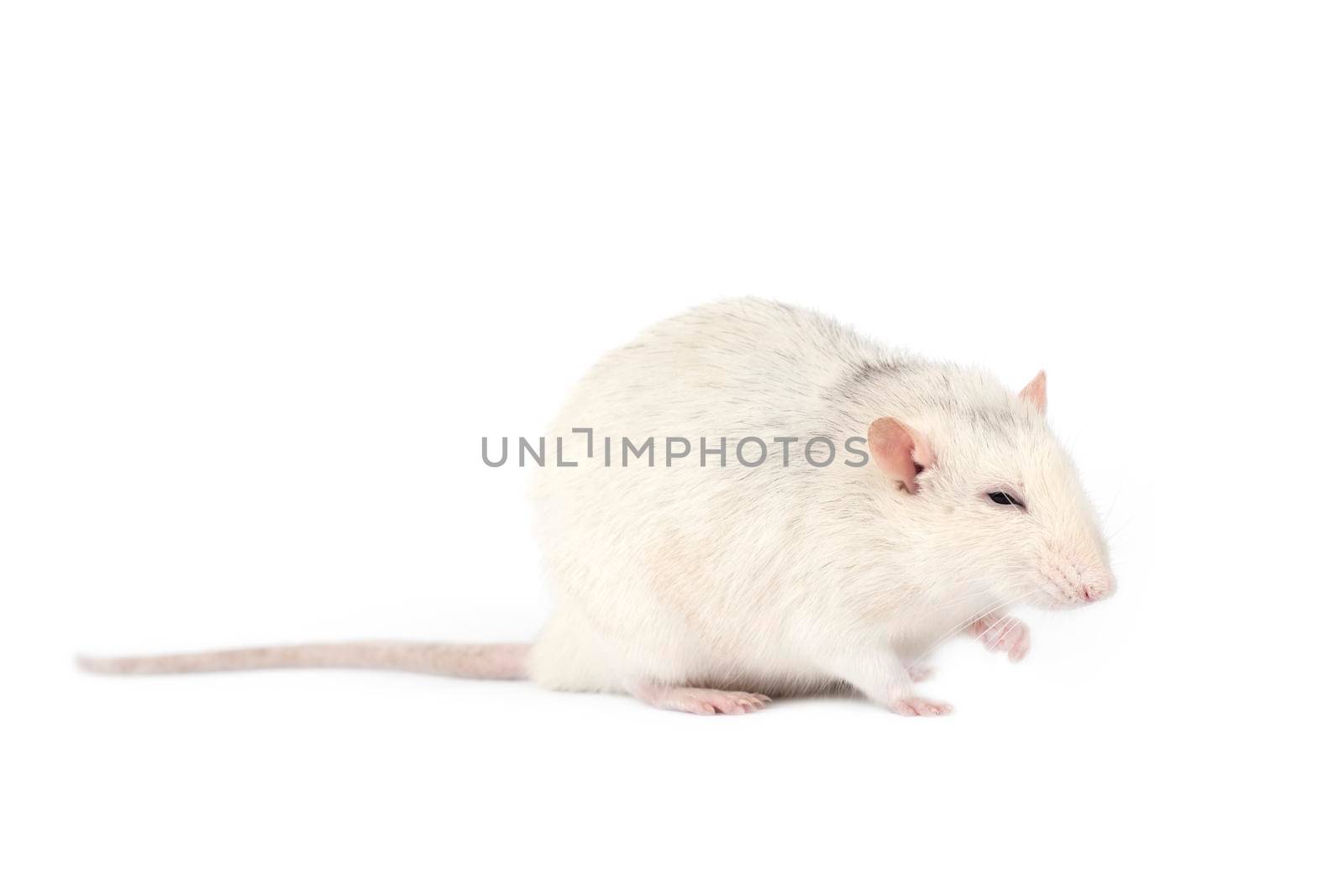 Funny and fat light gray rat with long tail isolated on white background. by esvetleishaya