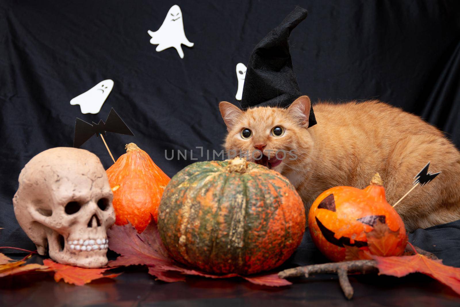 red cat open mouth in a black hat with halloween pumpkins and a skull on a dark background front view ghost on a background white black orange pumpkin auturm leaves on a floor