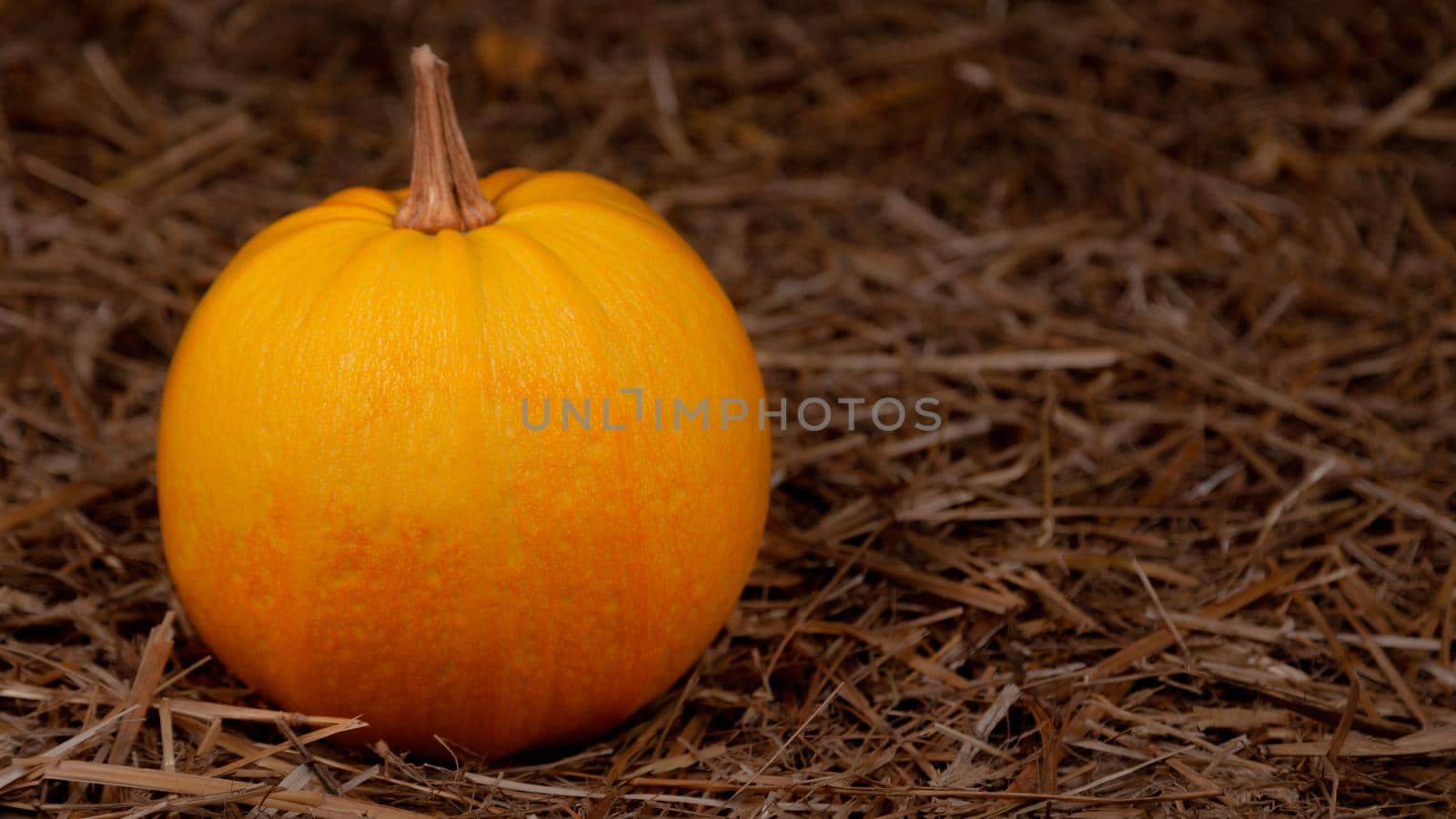 Big orange fresh pumpkin on hay. Thanksgiving day concept with copy space for text by lunarts
