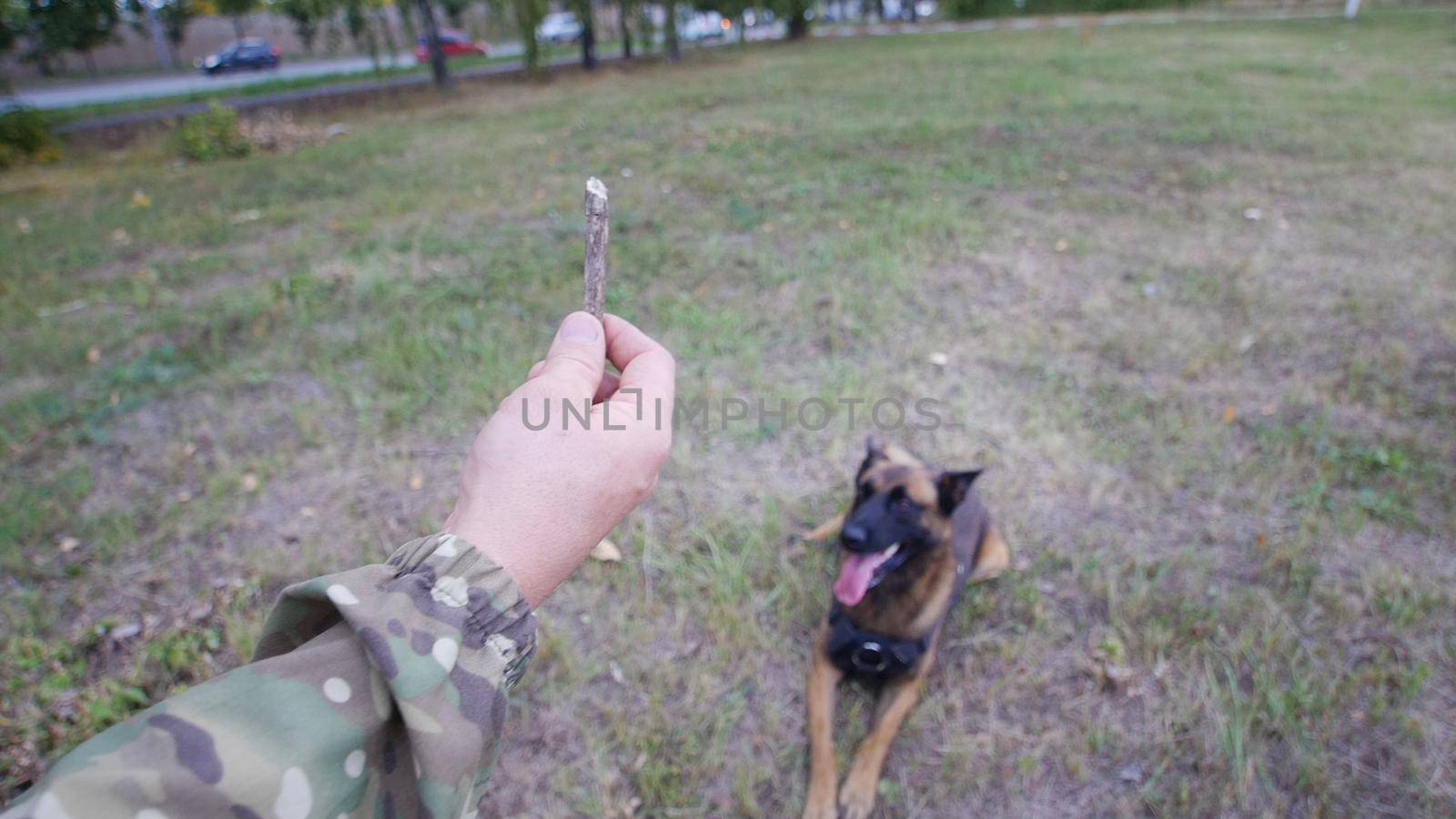 A trainer holding a stick ands showing it to a trained german shepherd dog